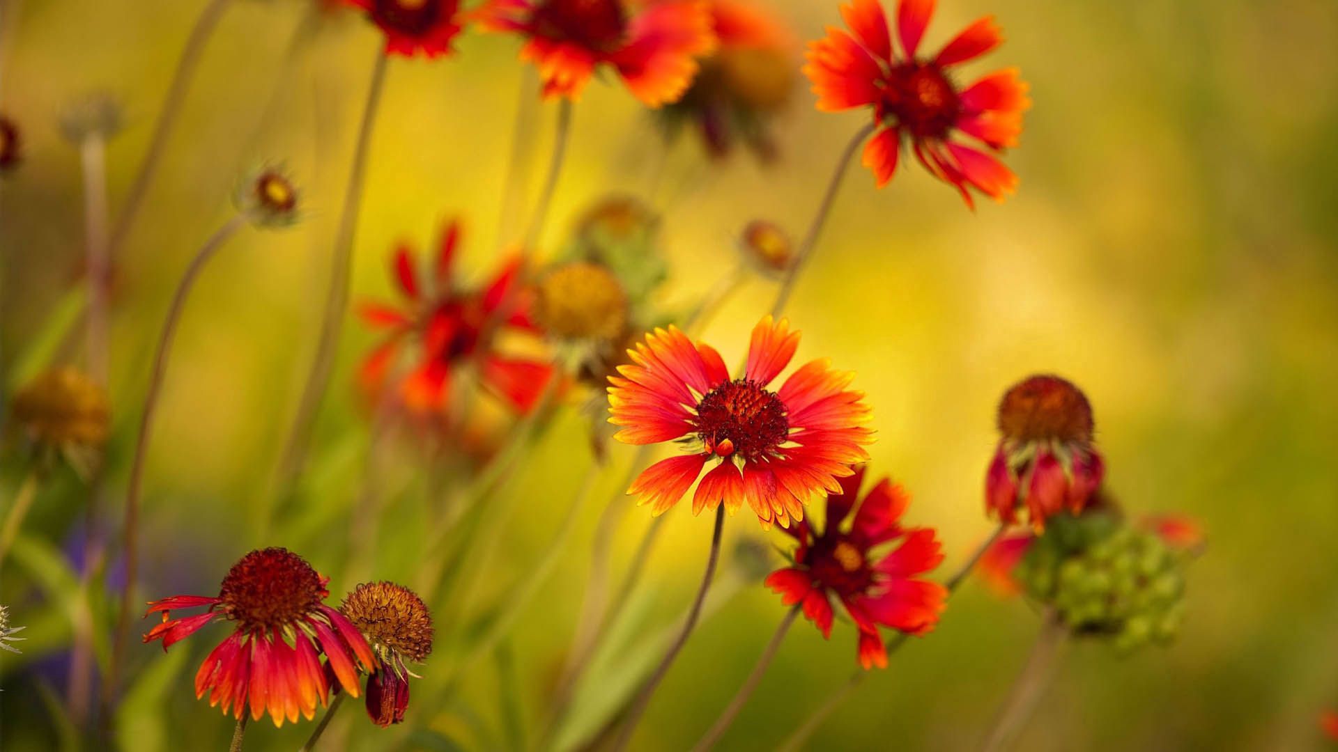Laden Sie das Stiel, Stengel, Blumen, Pflanze, Blütenblätter-Bild kostenlos auf Ihren PC-Desktop herunter