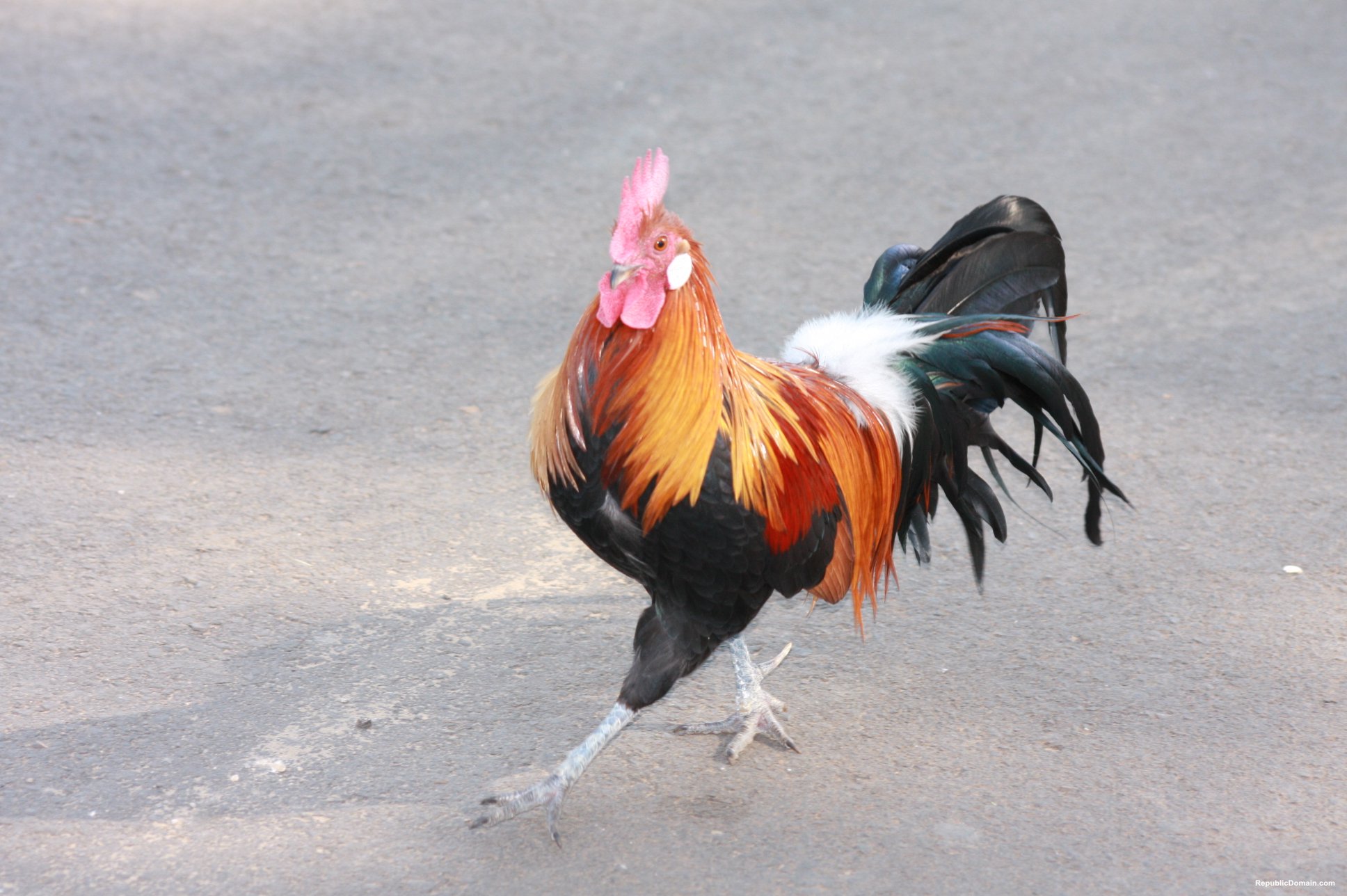 animal, rooster, bird, birds