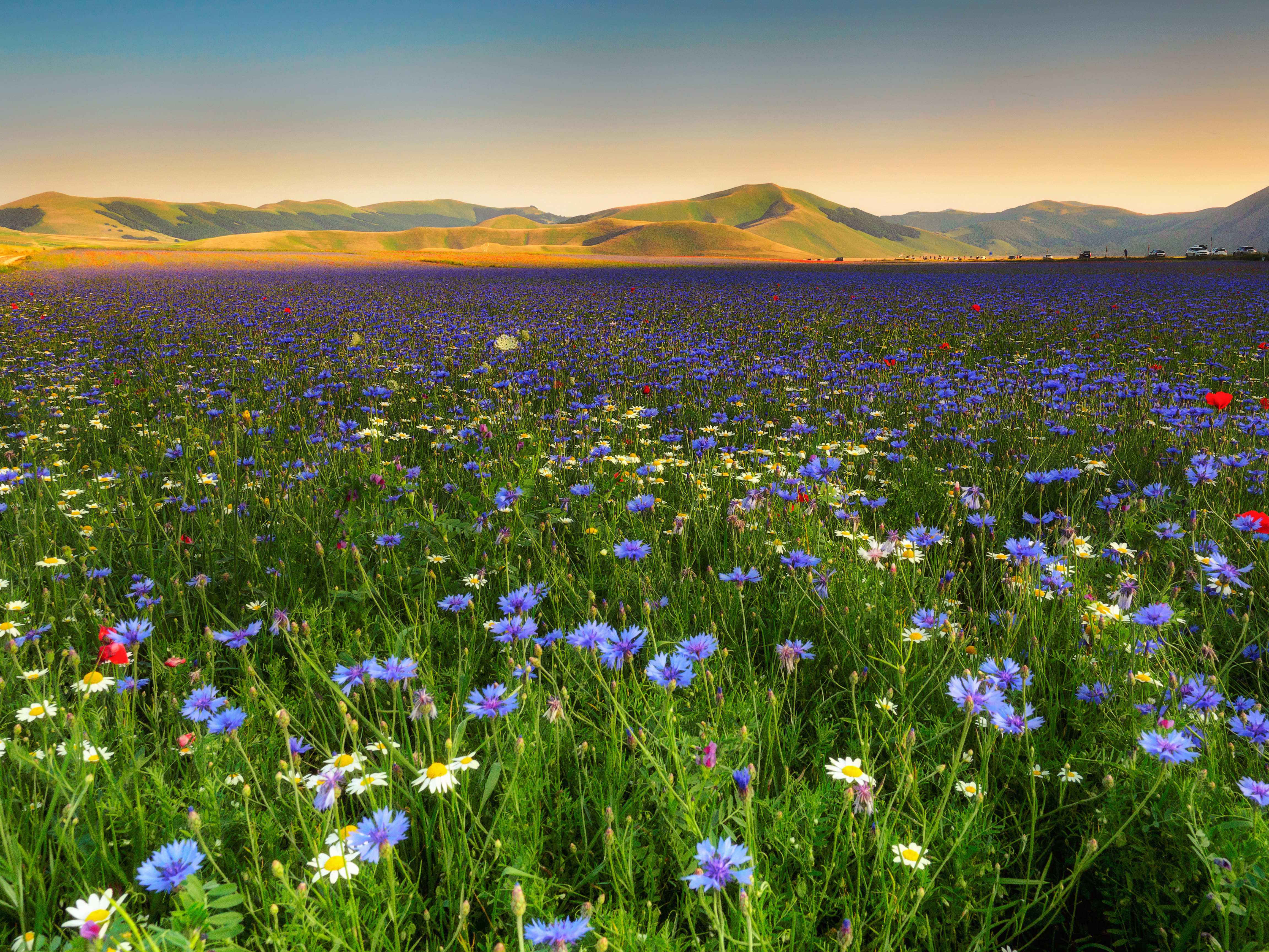 無料モバイル壁紙風景, 自然, 花, 地球, 牧草地, 白い花, 青い花をダウンロードします。