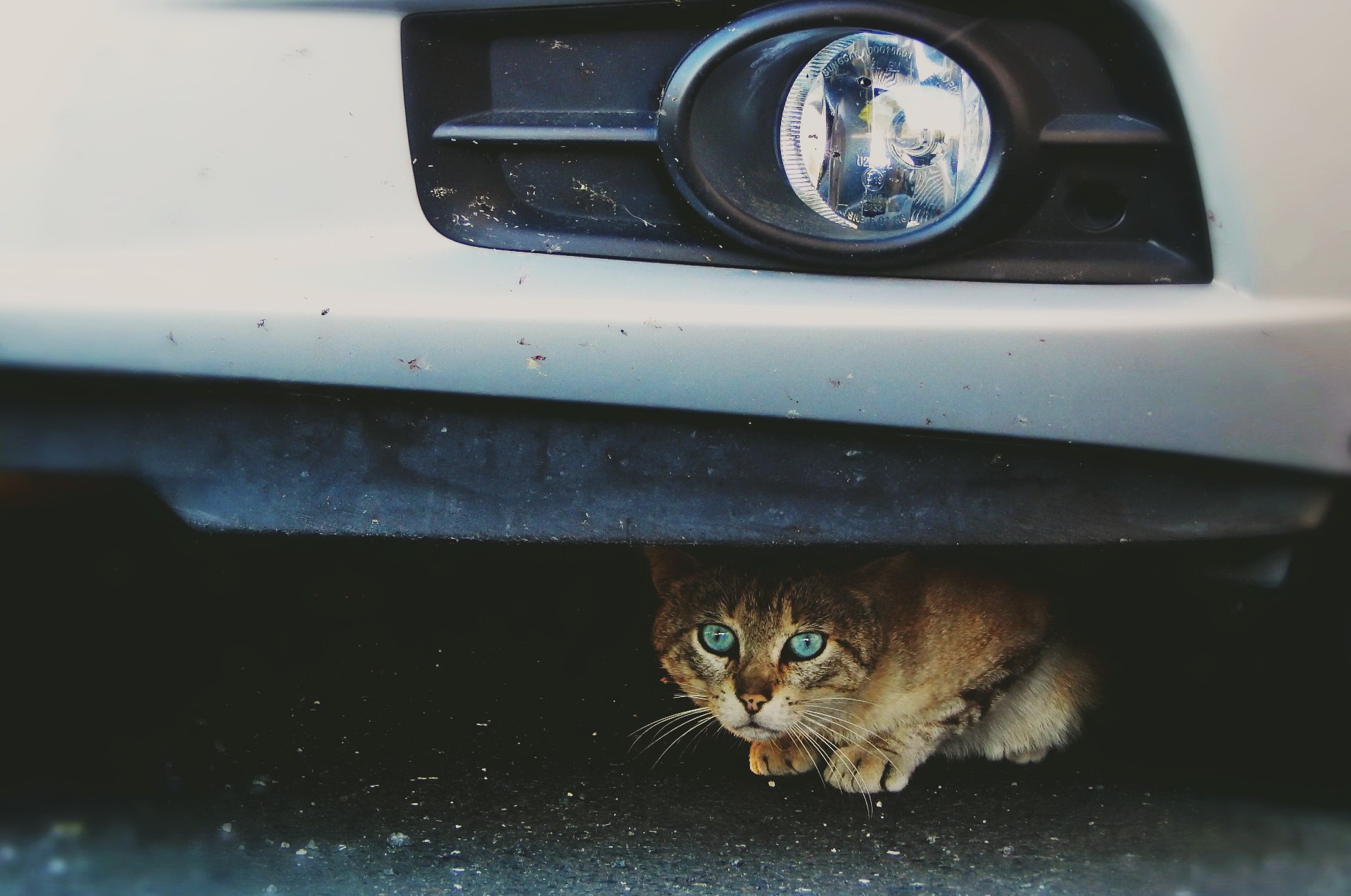 Handy-Wallpaper Tiere, Katzen, Katze, Starren kostenlos herunterladen.