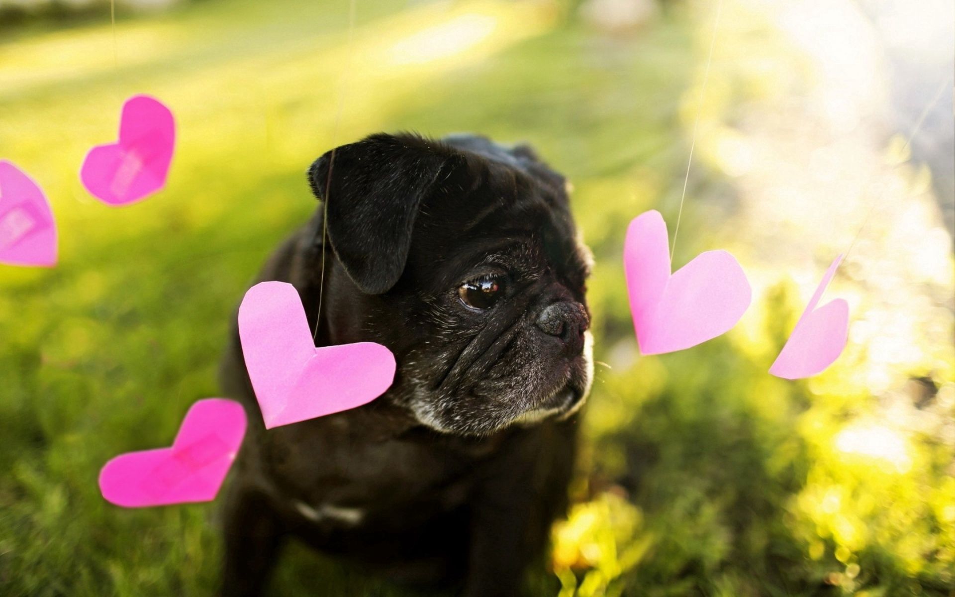 Free download wallpaper Heart, Dog, Animals, Background on your PC desktop