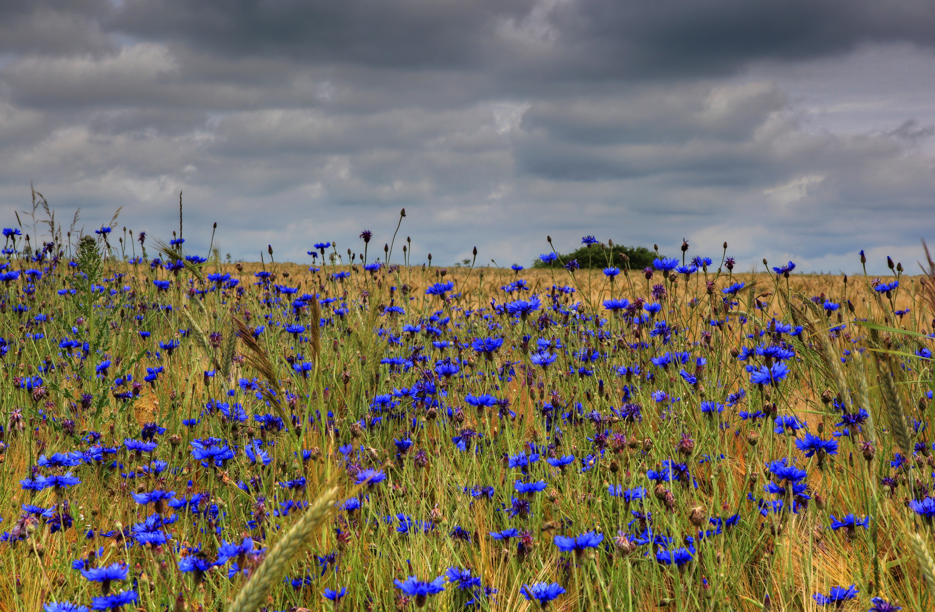 Free download wallpaper Flowers, Flower, Earth on your PC desktop