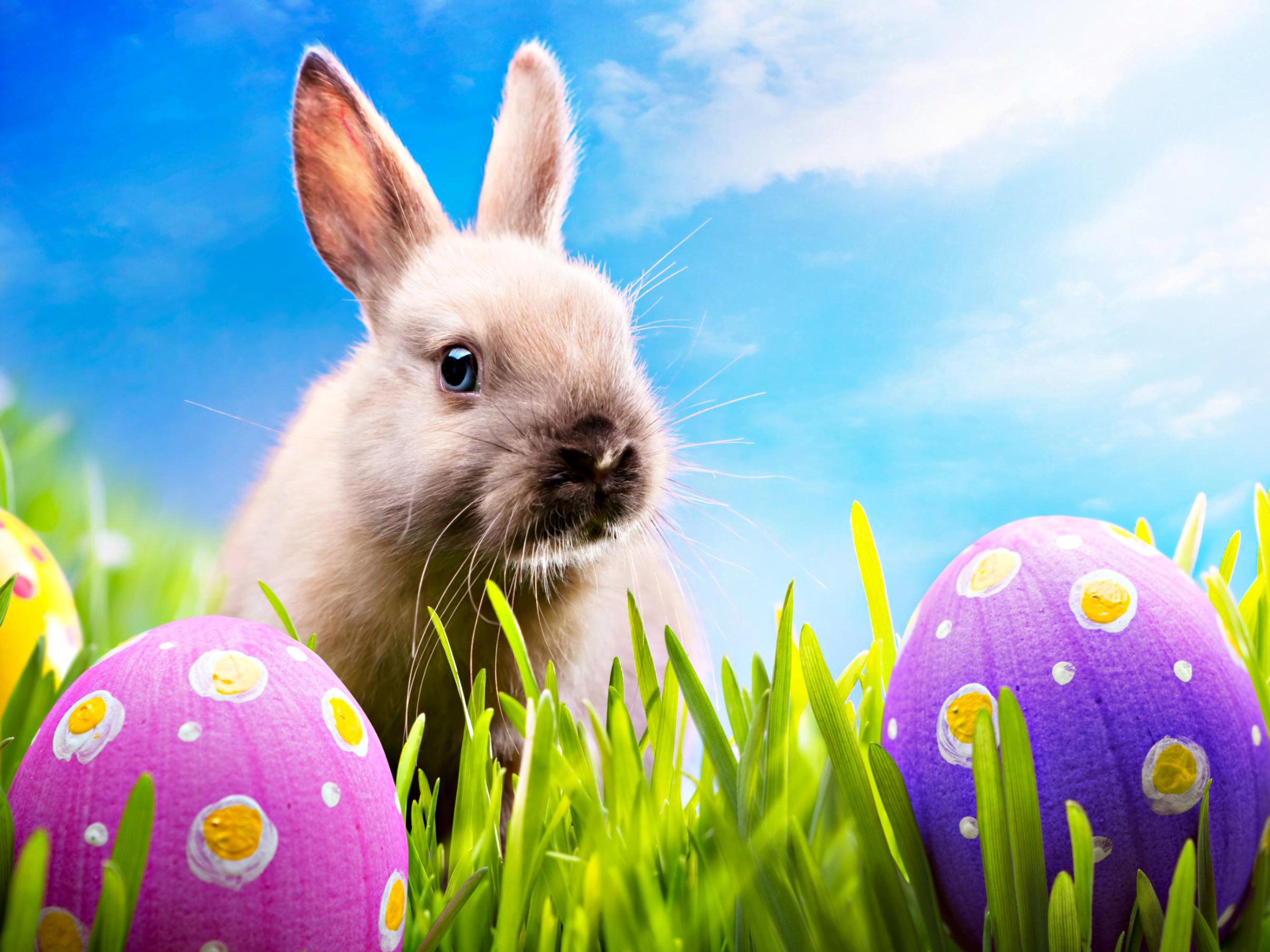 Download mobile wallpaper Easter, Holiday, Rabbit, Egg, Bunny for free.