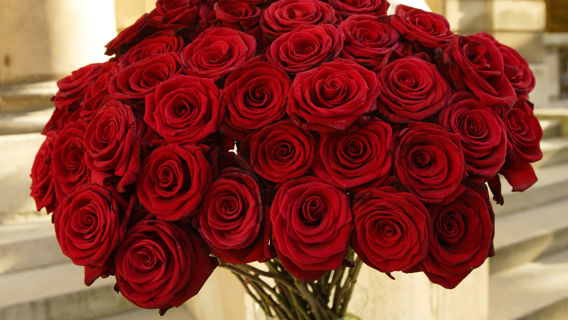 Handy-Wallpaper Rote Rose, Blumen, Blume, Rose, Erde/natur kostenlos herunterladen.