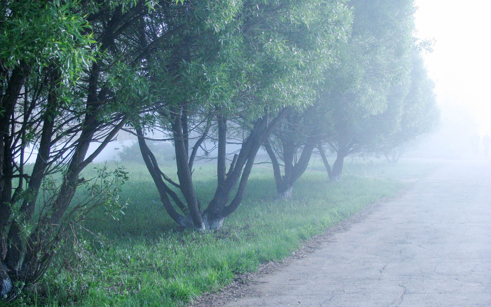 nature, trees, fog, morning, cool, coolness
