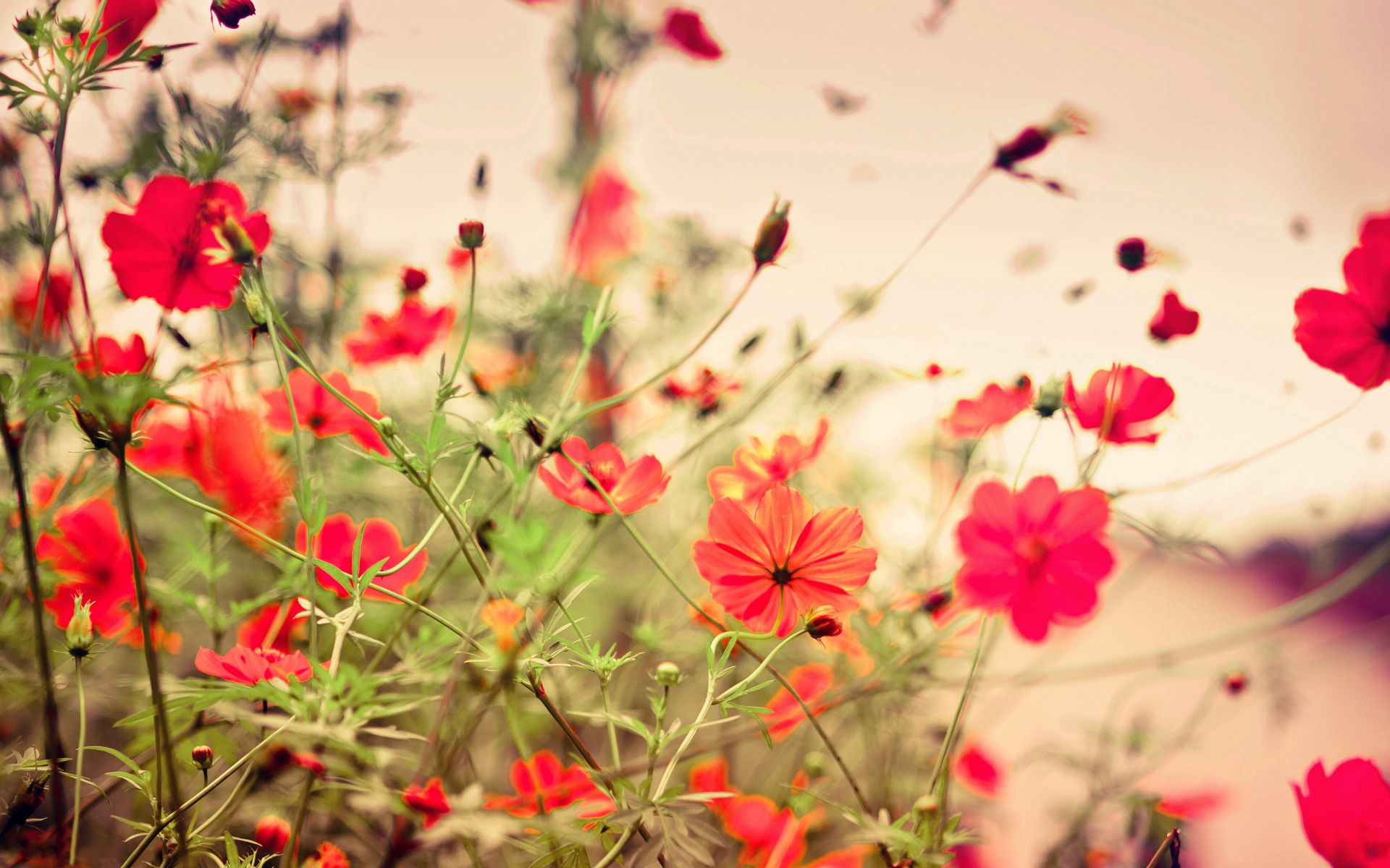small, flowers, red, lot, meadow