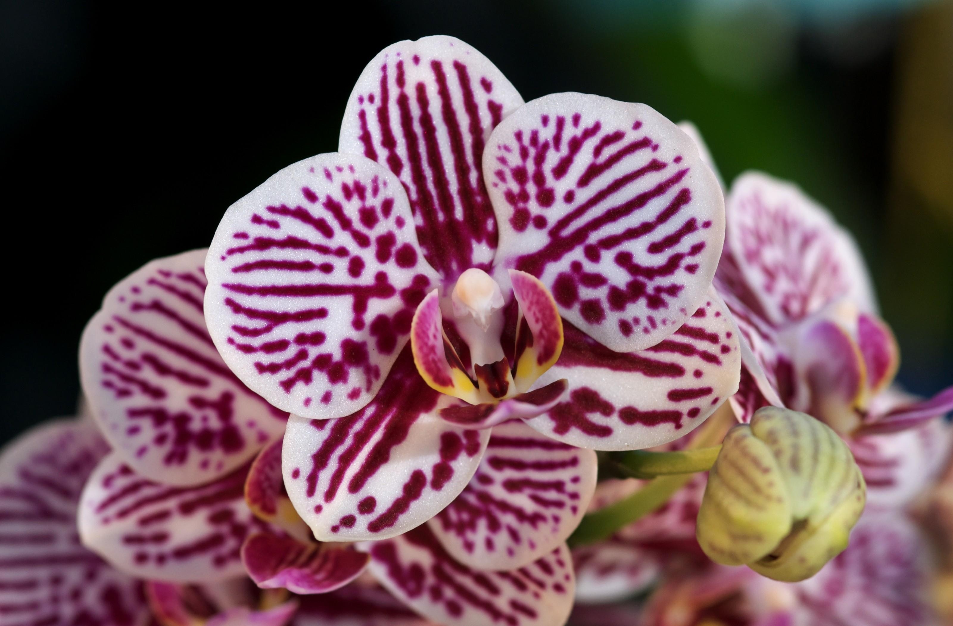 74080 baixar papel de parede flores, visto, manchado, fechar se, close up, orquídeas - protetores de tela e imagens gratuitamente