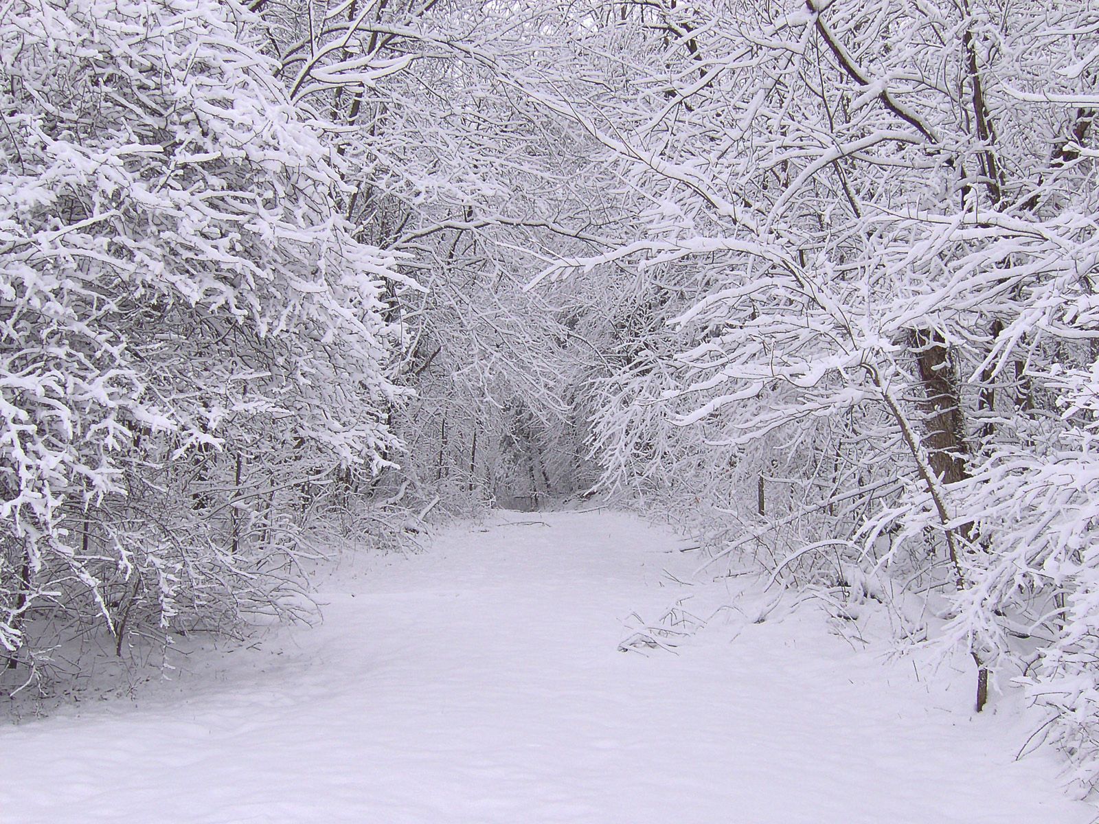 Скачать обои бесплатно Снег, Деревья, Природа, Лес, Зима картинка на рабочий стол ПК