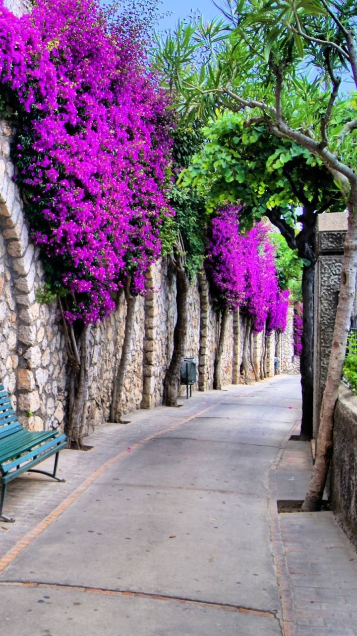 無料モバイル壁紙街, 花, 壁, 結石, マンメイド, 紫色の花をダウンロードします。