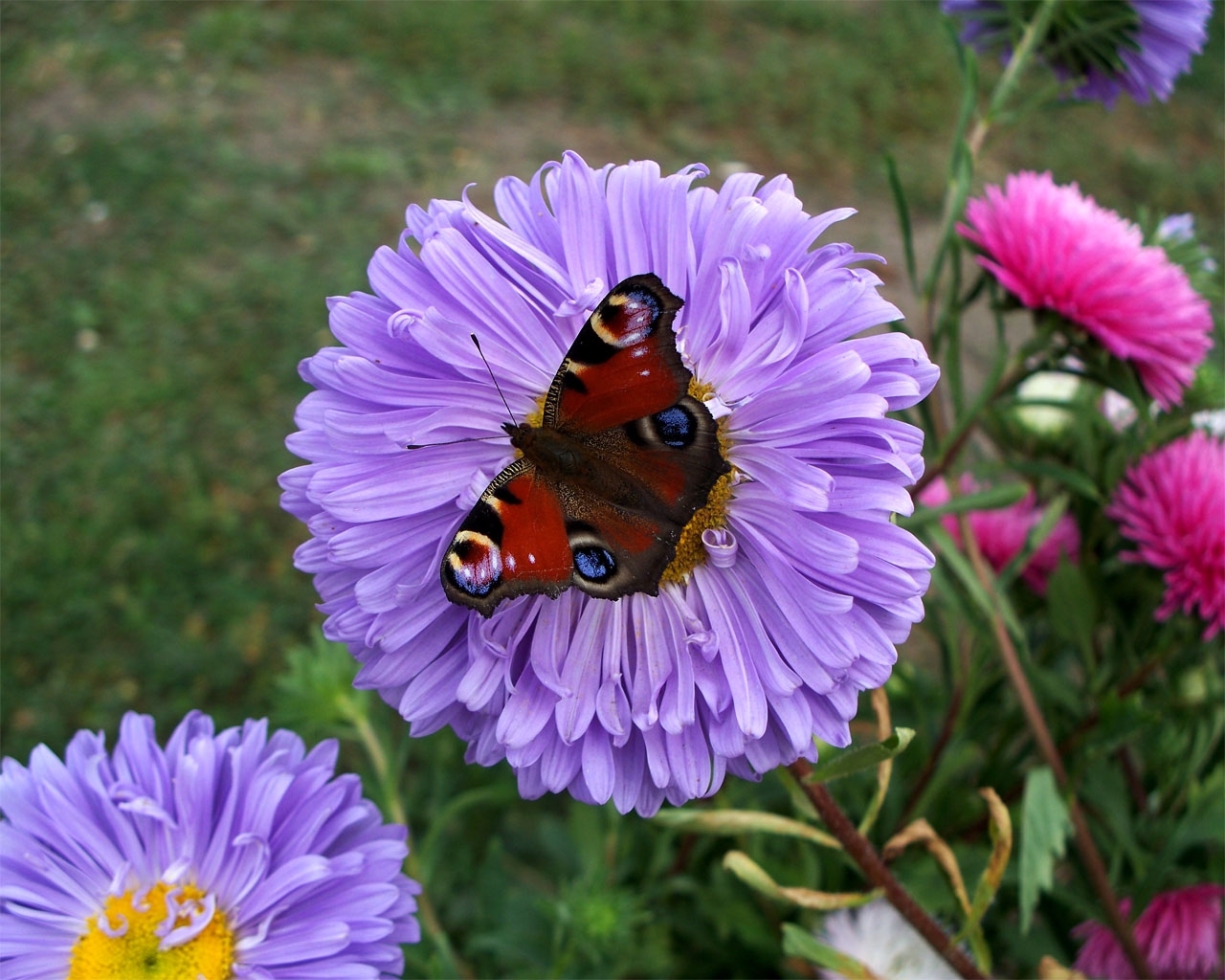 4503 завантажити шпалери метелики, рослини, квіти, комахи - заставки і картинки безкоштовно