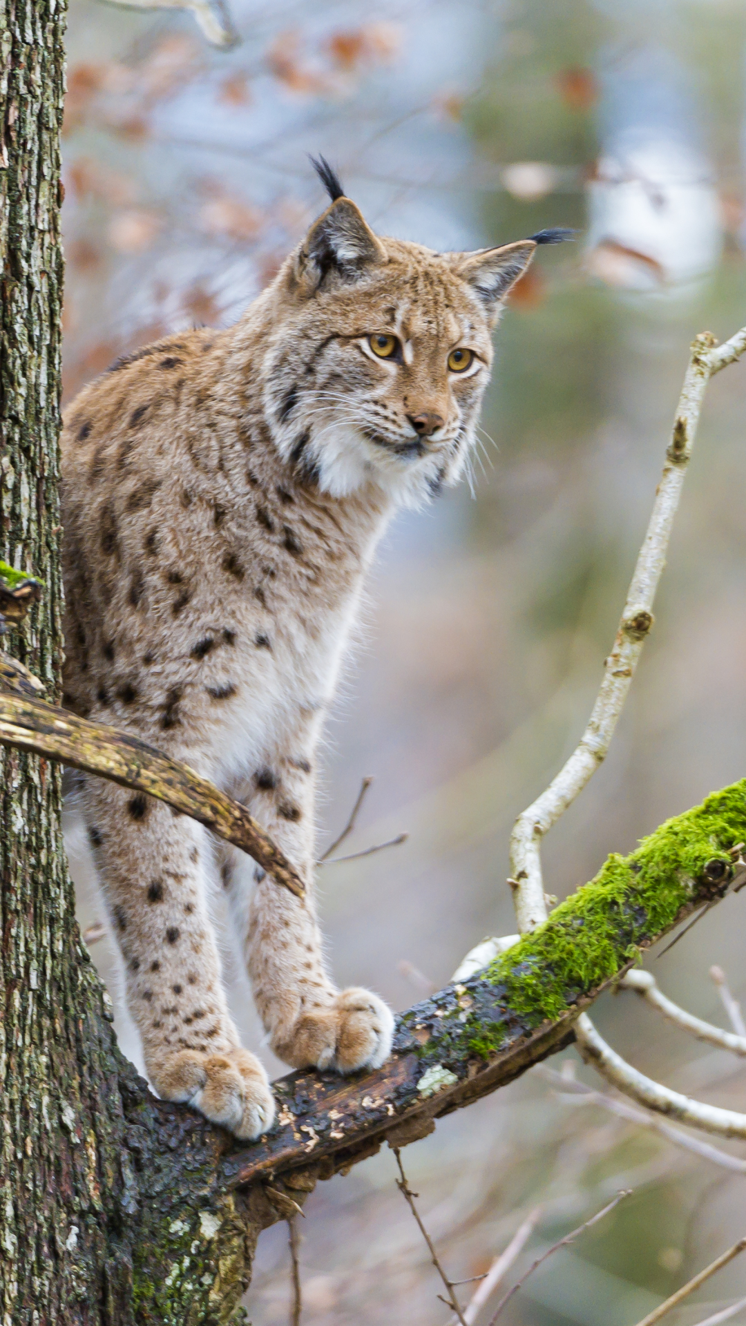 Descarga gratuita de fondo de pantalla para móvil de Animales, Gatos, Lince.