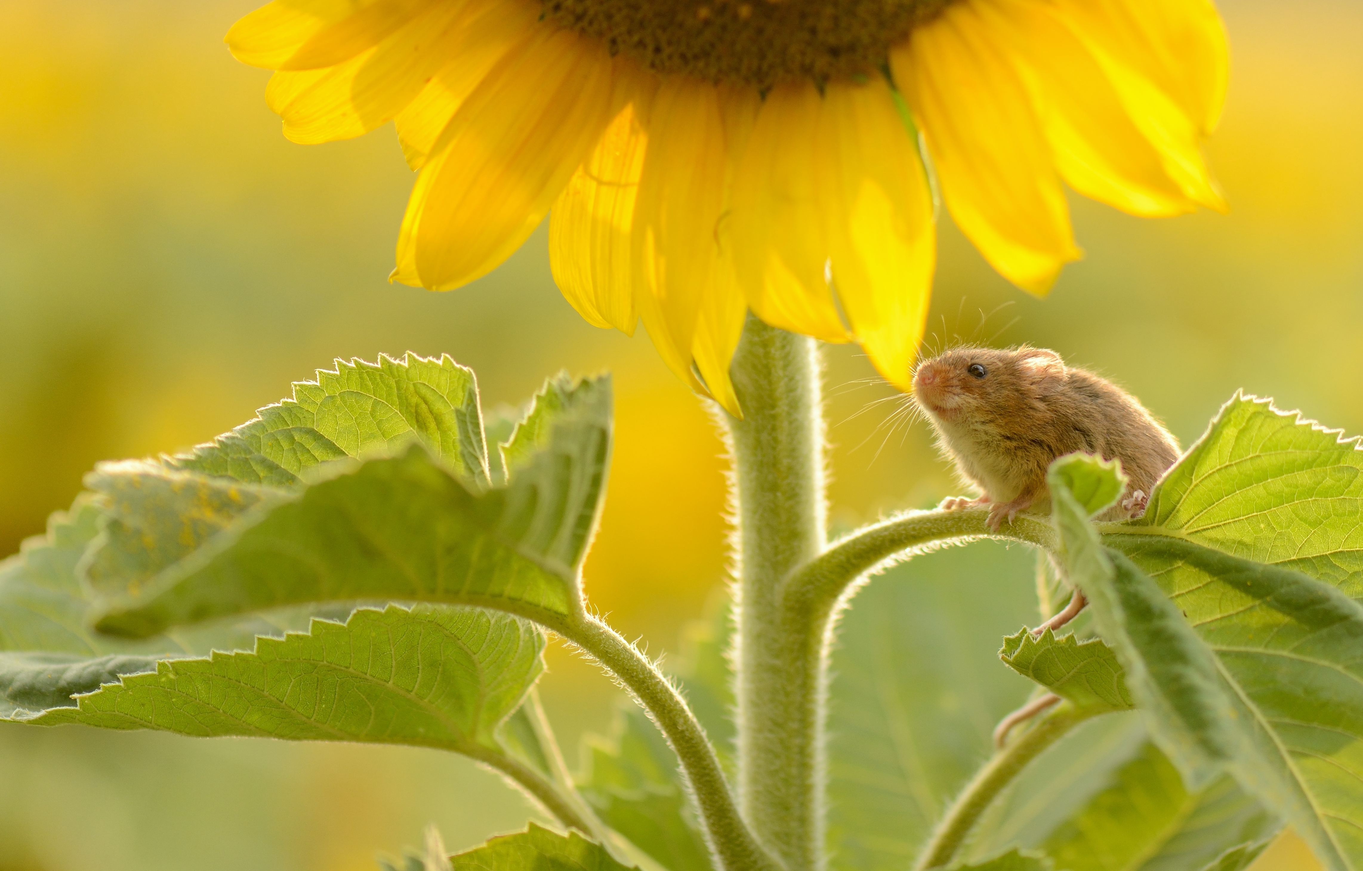 Free download wallpaper Animal, Mouse, Sunflower, Rodent, Yellow Flower on your PC desktop