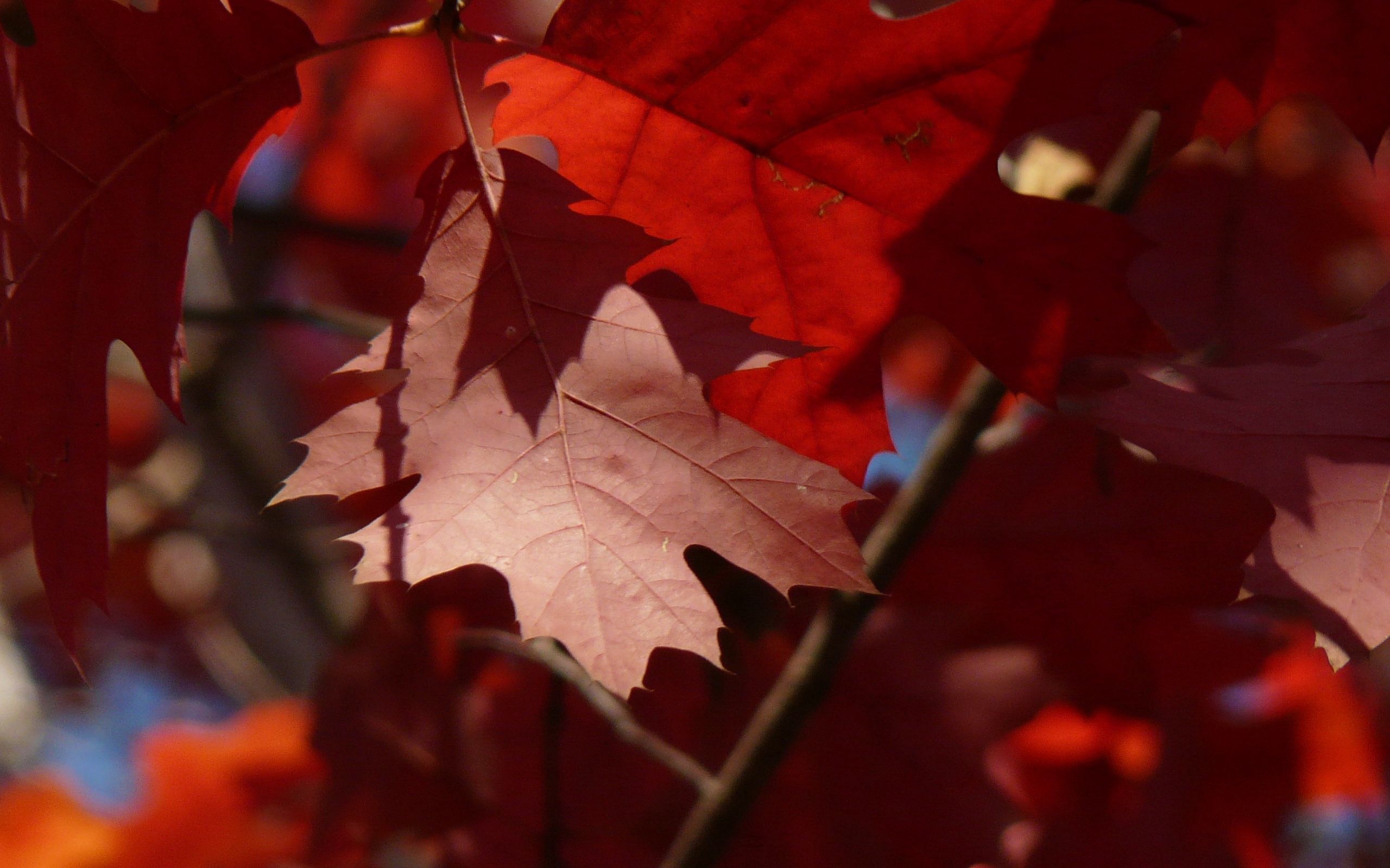Free download wallpaper Macro, Maple, Leaves, Autumn on your PC desktop