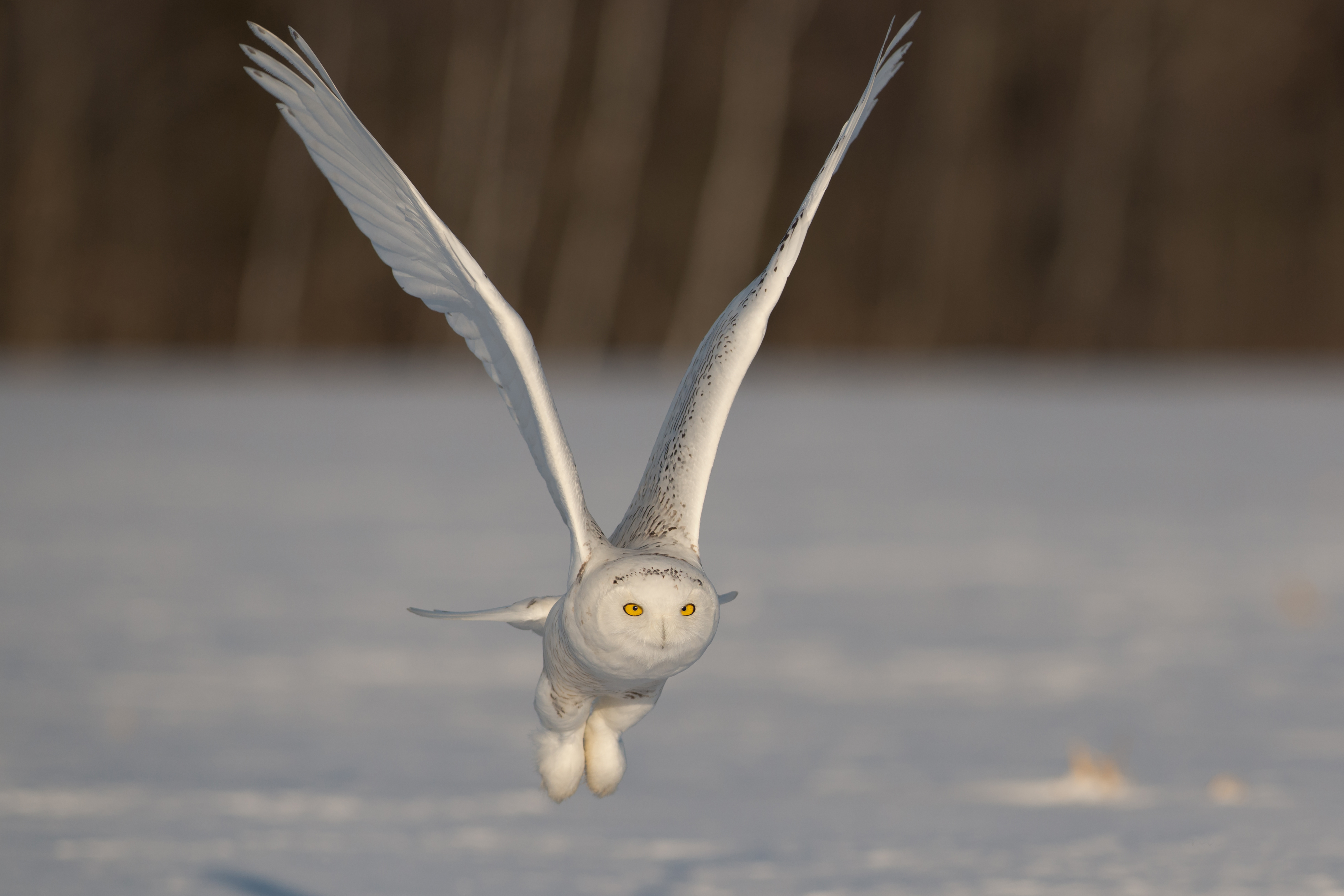 Free download wallpaper Birds, Owl, Bird, Flight, Animal, Snowy Owl, Flying on your PC desktop