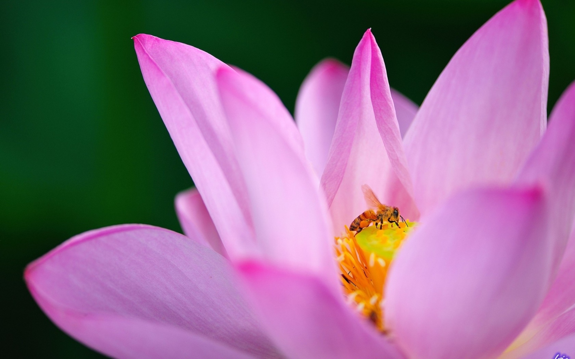 Laden Sie das Tiere, Lotus, Biene-Bild kostenlos auf Ihren PC-Desktop herunter