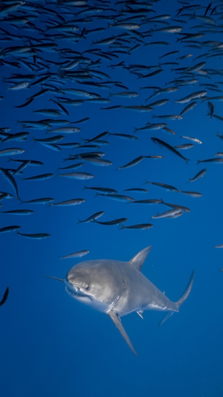 Handy-Wallpaper Tiere, Unterwasser, Hai, Seeleben, Leben Im Meer, Haie kostenlos herunterladen.