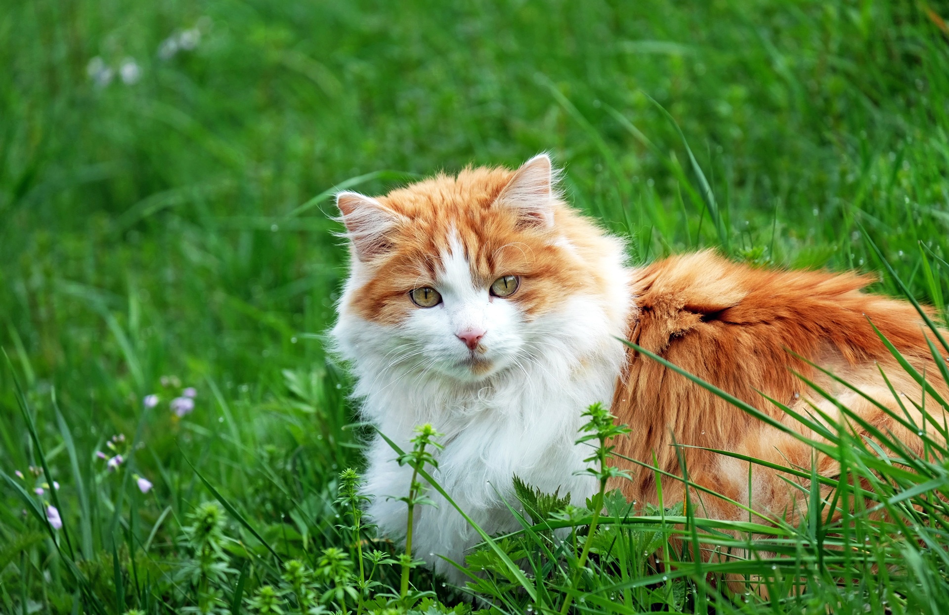 Free download wallpaper Cats, Grass, Cat, Animal on your PC desktop