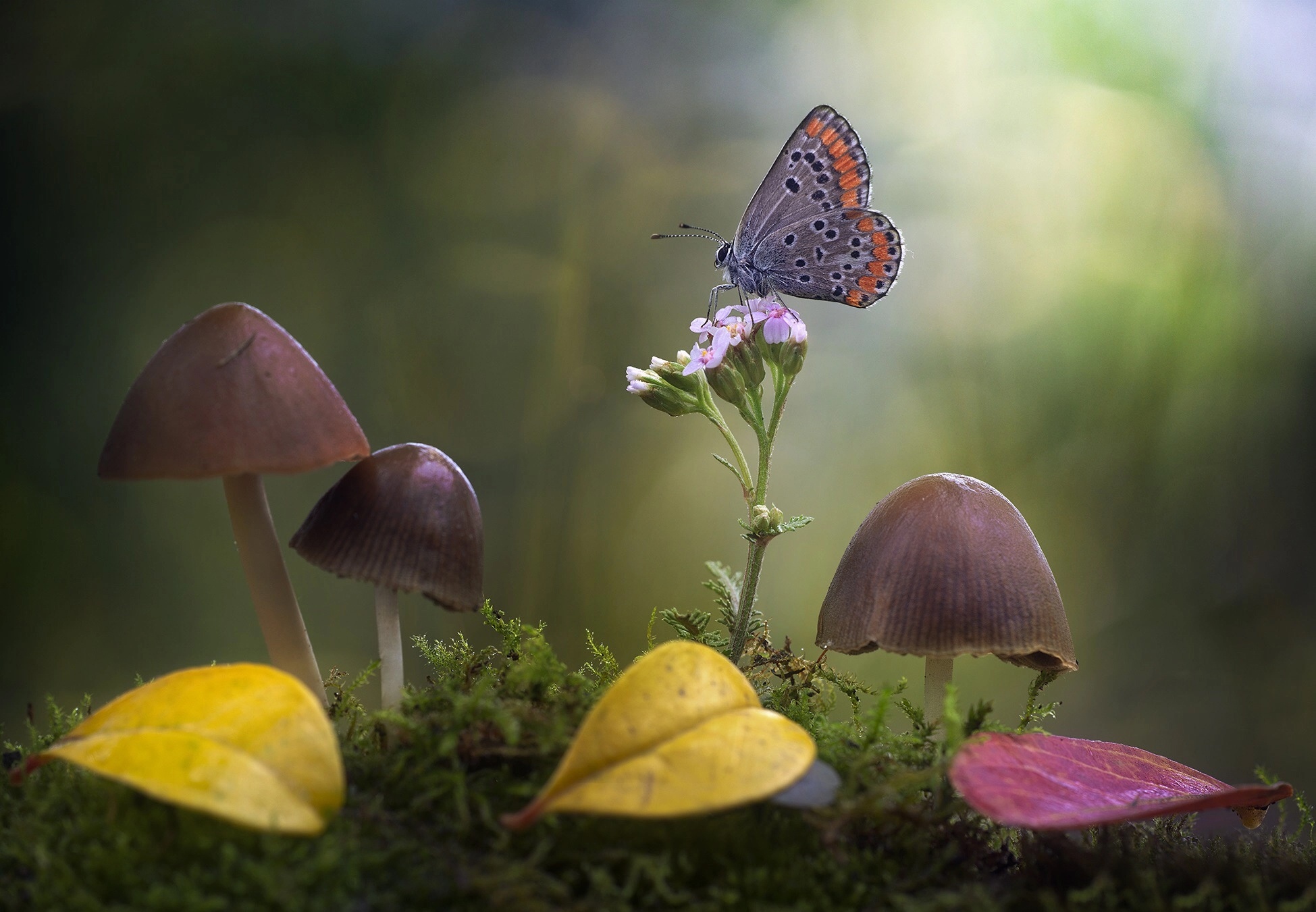Free download wallpaper Macro, Insect, Butterfly, Animal, Mushroom on your PC desktop