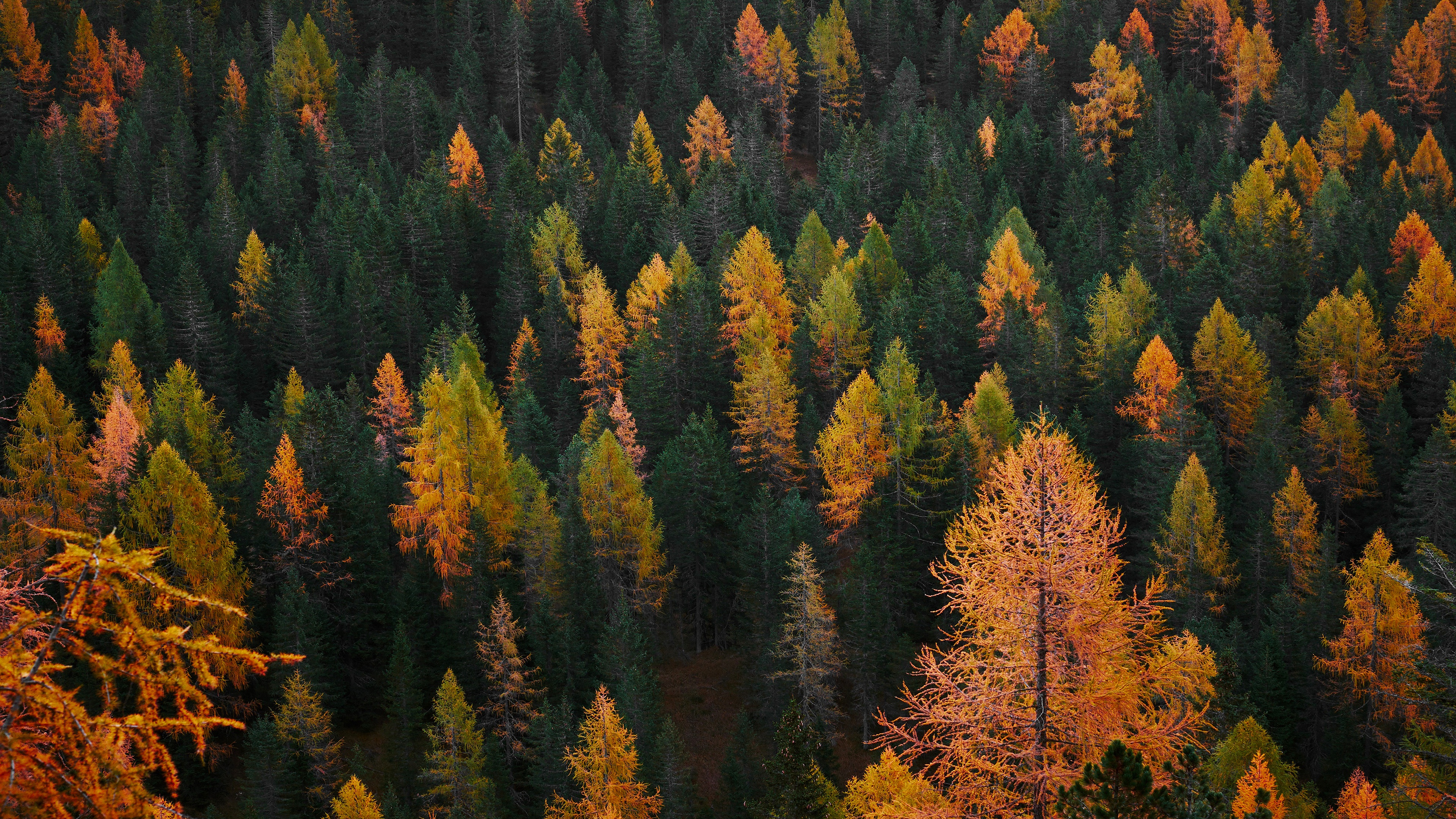 Baixar papel de parede para celular de Outono, Floresta, Terra/natureza, Aéreo gratuito.