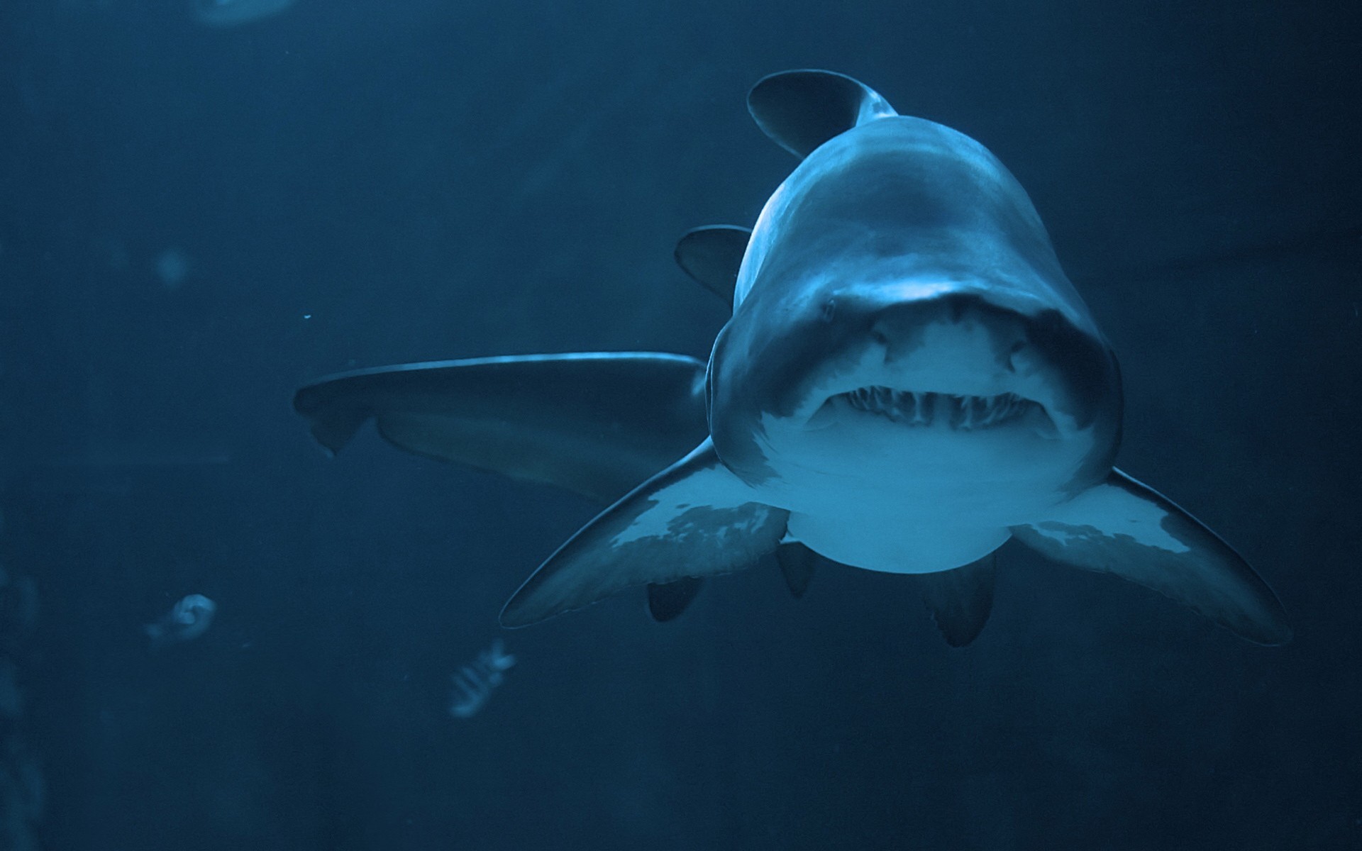 172934 télécharger le fond d'écran requin, animaux, les requins - économiseurs d'écran et images gratuitement