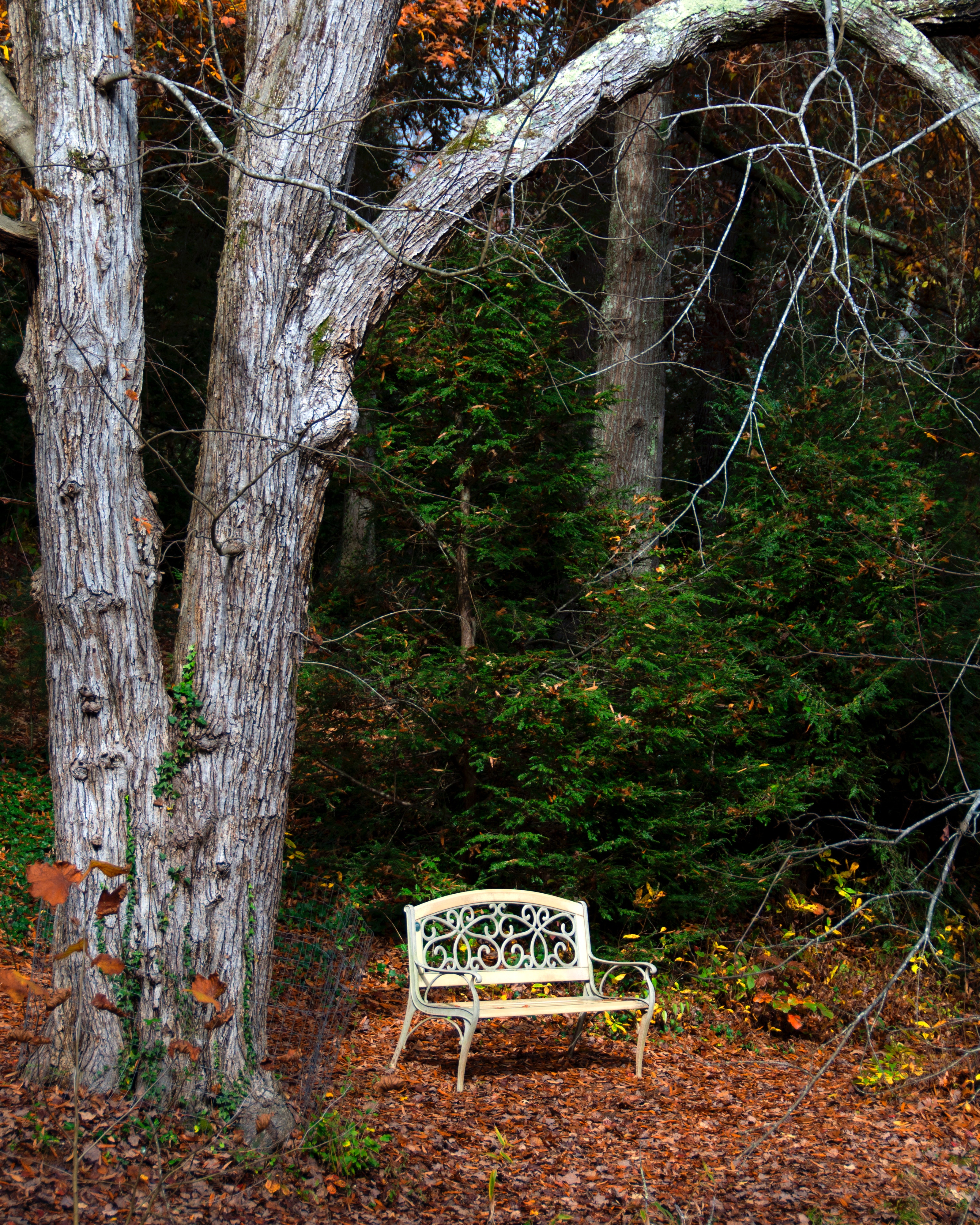 Free download wallpaper Autumn, Tree, Nature, Wood, Foliage, Bench on your PC desktop