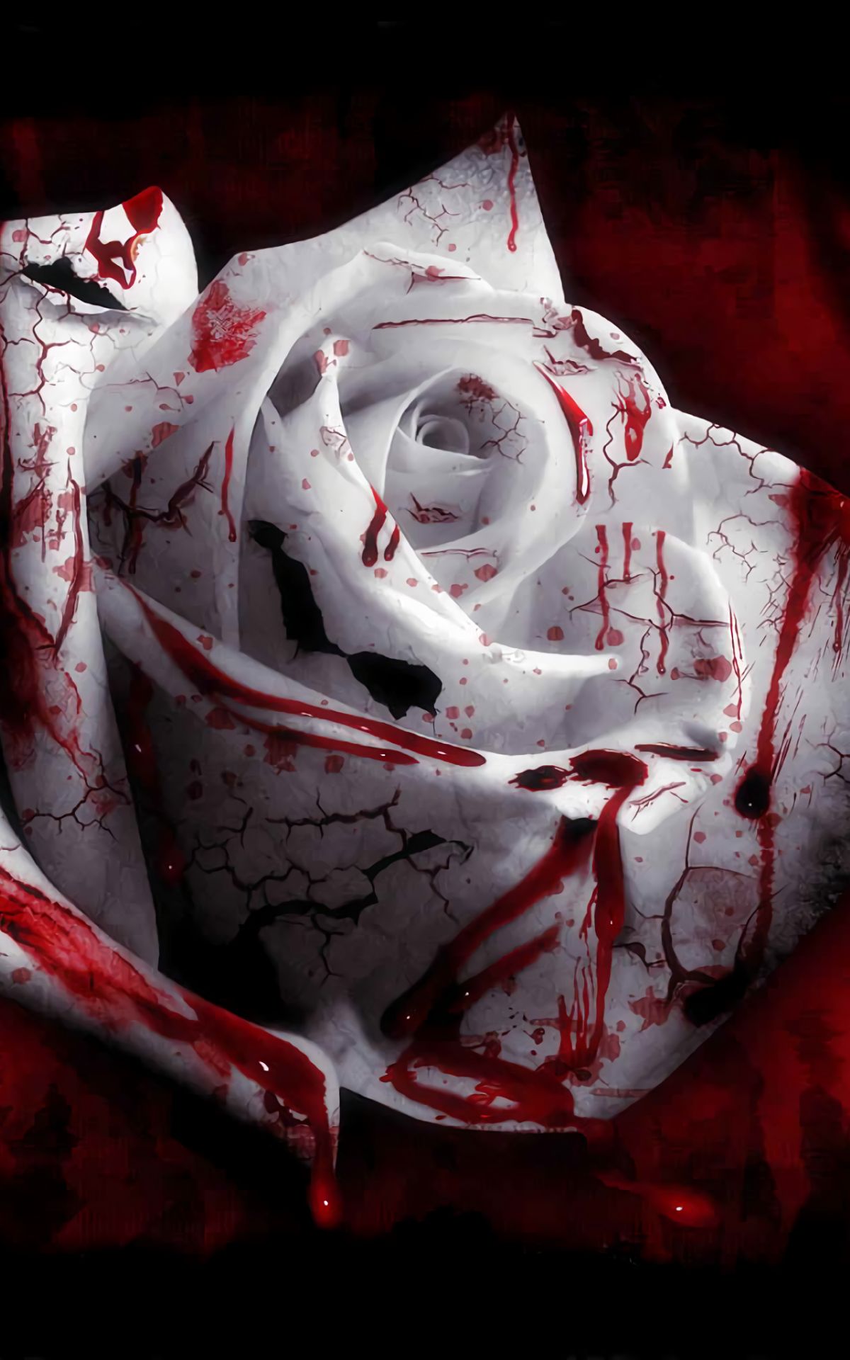 Download mobile wallpaper Blood, Flower, Dark, Rose, White Rose, White Flower for free.