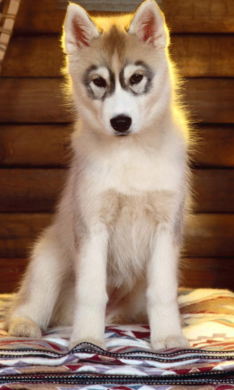 Download mobile wallpaper Dogs, Dog, Animal, Puppy, Husky, Cute, Siberian Husky for free.