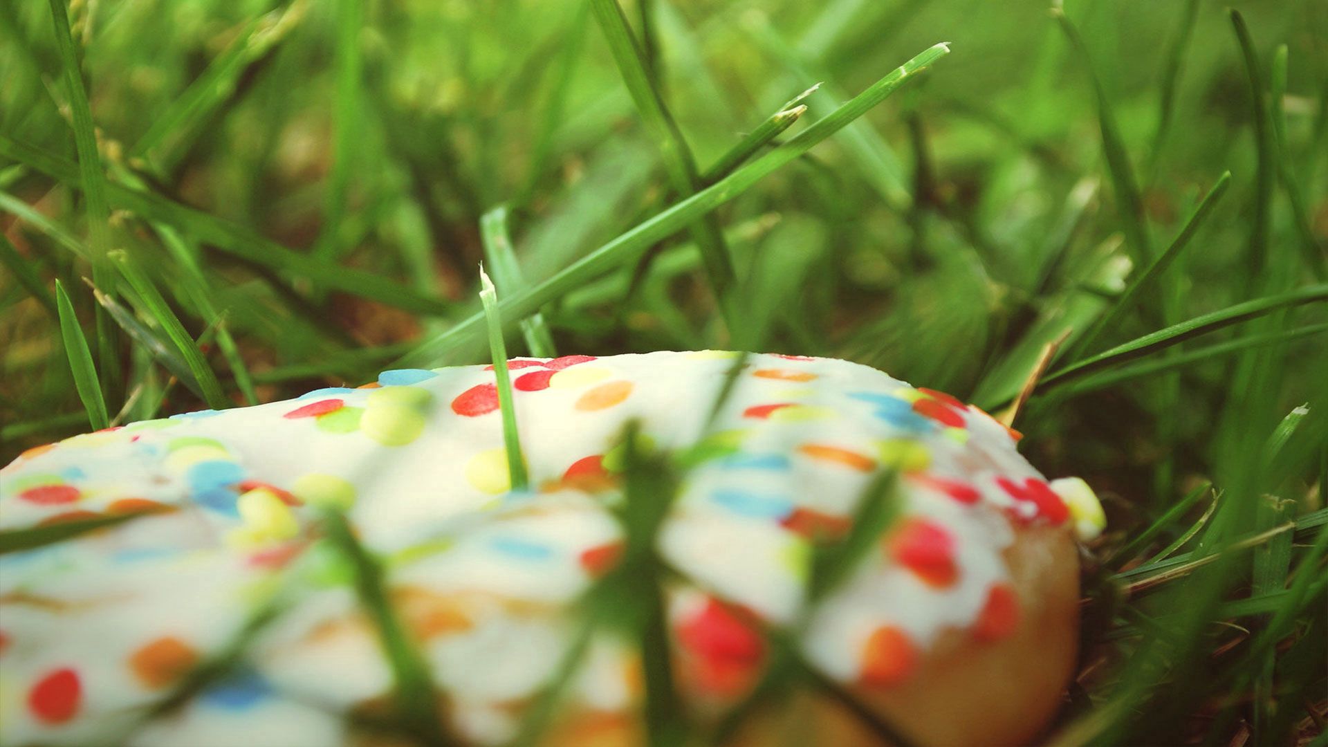 food, grass, sweet, bakery products, baking, donut, doughnut