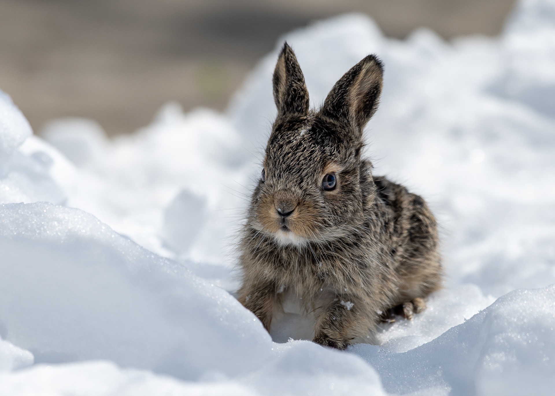 PCデスクトップに動物, 雪, 野ウサギ画像を無料でダウンロード