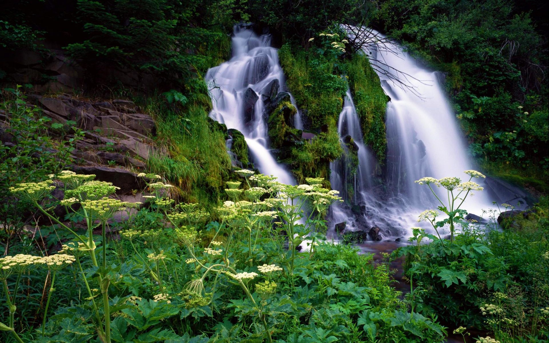 Download mobile wallpaper Waterfalls, Flower, Waterfall, Forest, Earth for free.