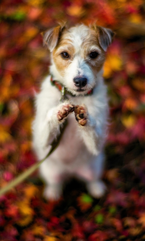 Download mobile wallpaper Dogs, Dog, Animal, Puppy, Terrier, Baby Animal for free.