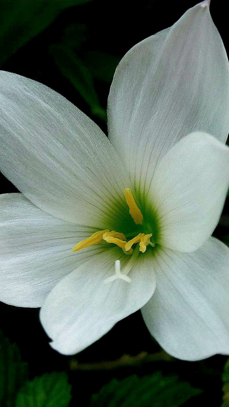 Baixar papel de parede para celular de Flores, Flor, Fechar Se, Terra, Terra/natureza gratuito.