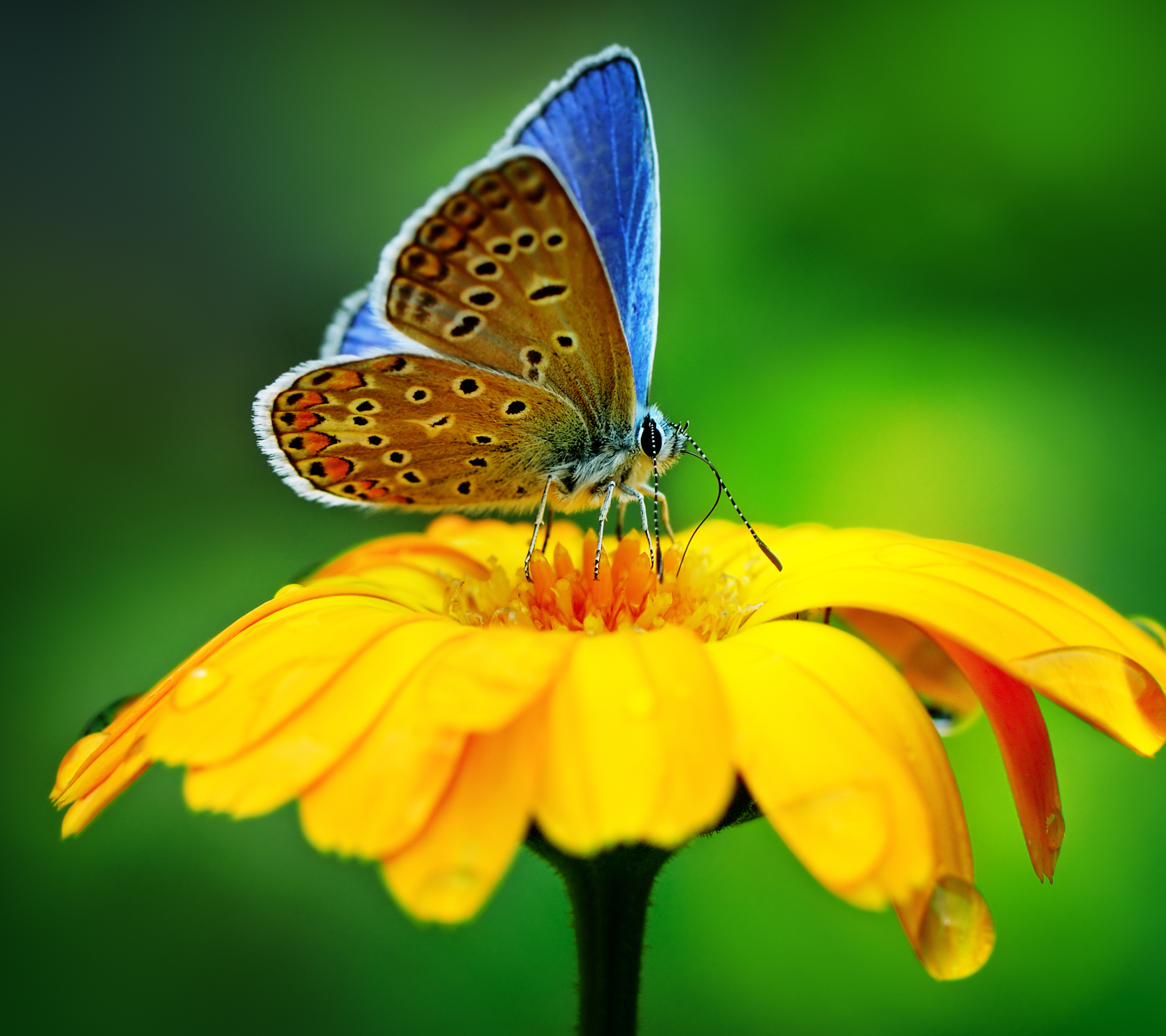 Скачати мобільні шпалери Квітка, Макрос, Комаха, Метелик, Тварина, Жовта Квітка безкоштовно.