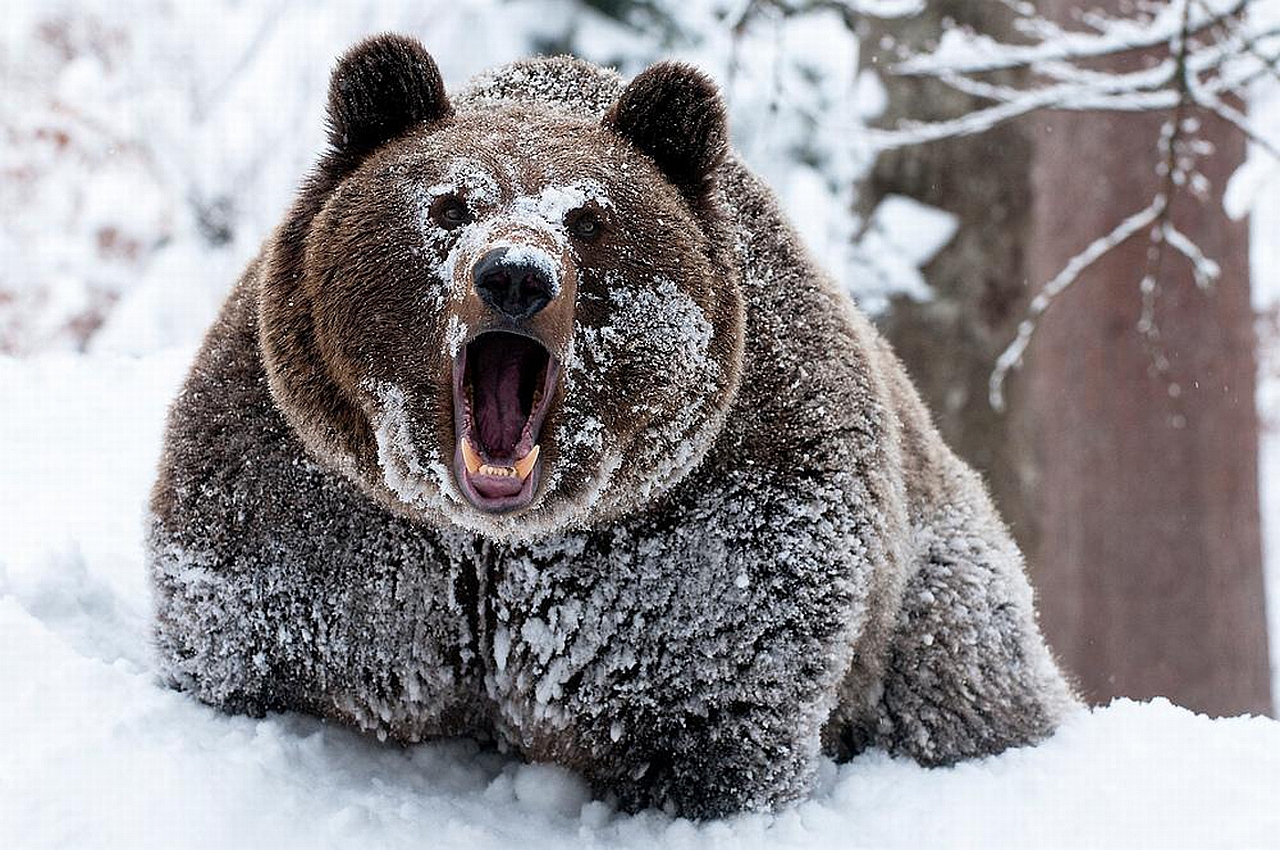 Full HD Wallpaper bear, animal