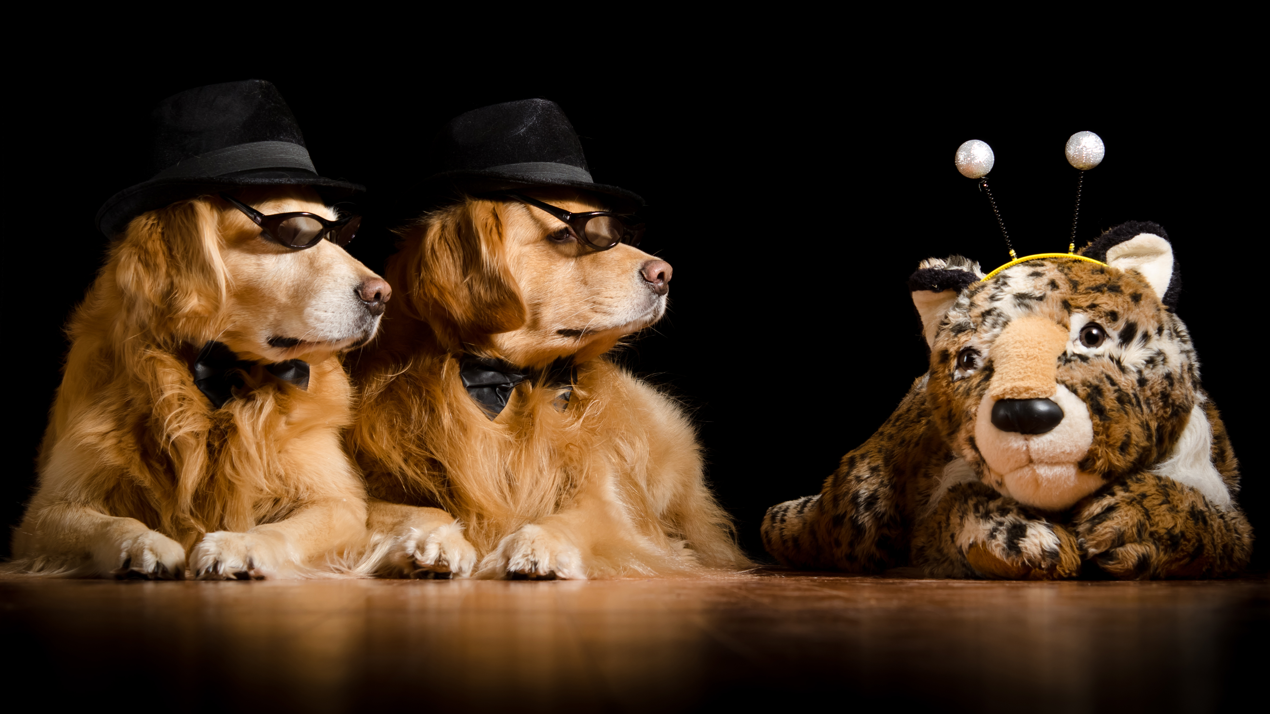 Laden Sie das Humor, Tiere, Hunde, Hund, Golden Retriever, Hut, Sonnenbrille, Kuscheltier-Bild kostenlos auf Ihren PC-Desktop herunter