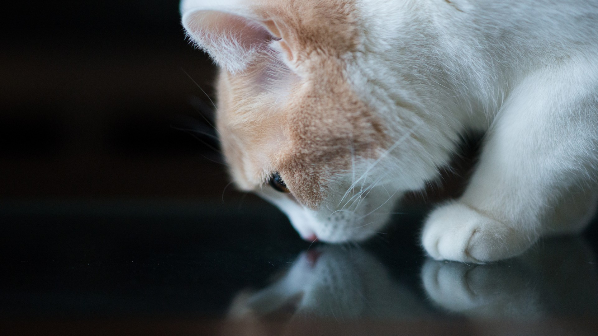 Download mobile wallpaper Cats, Reflection, Cat, Animal for free.