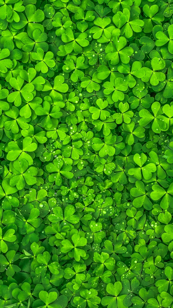 Download mobile wallpaper Nature, Plant, Earth, Clover for free.