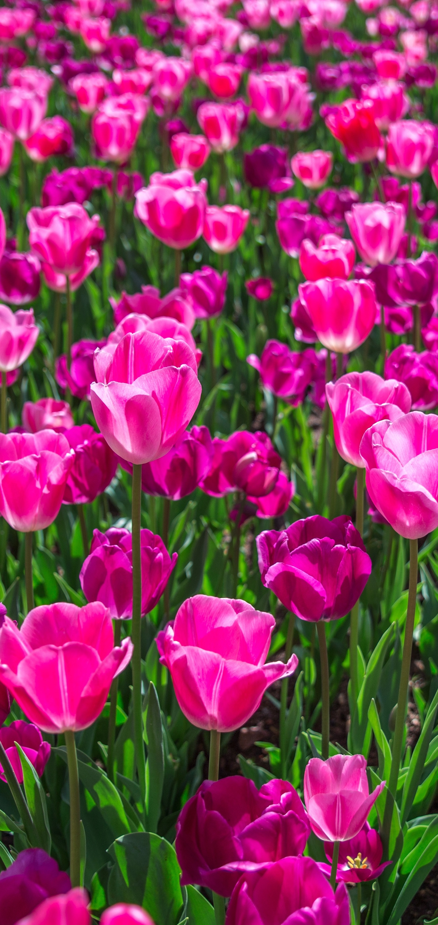 Download mobile wallpaper Flowers, Flower, Earth, Tulip, Pink Flower for free.