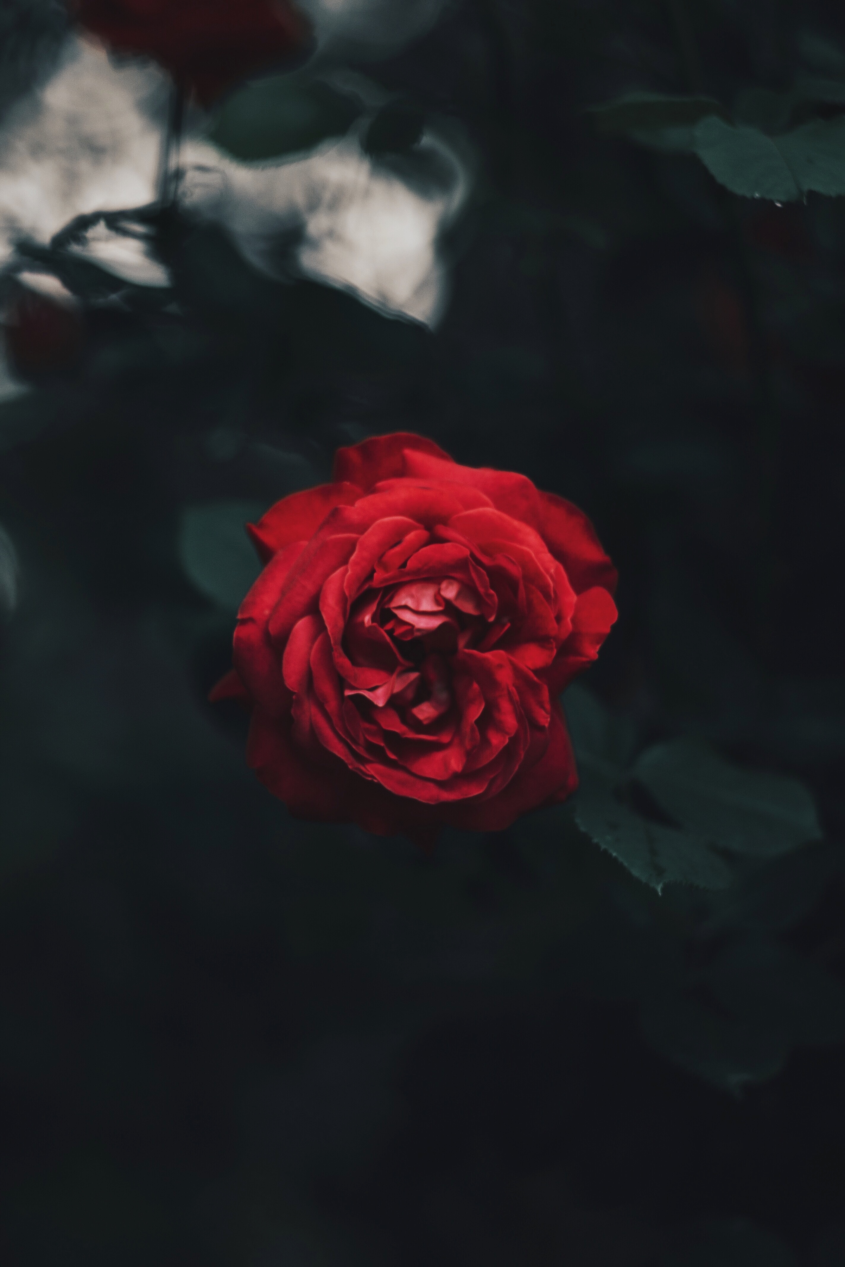 Full HD Wallpaper rose flower, flowers, red, dark, rose, bud, blur, smooth, garden