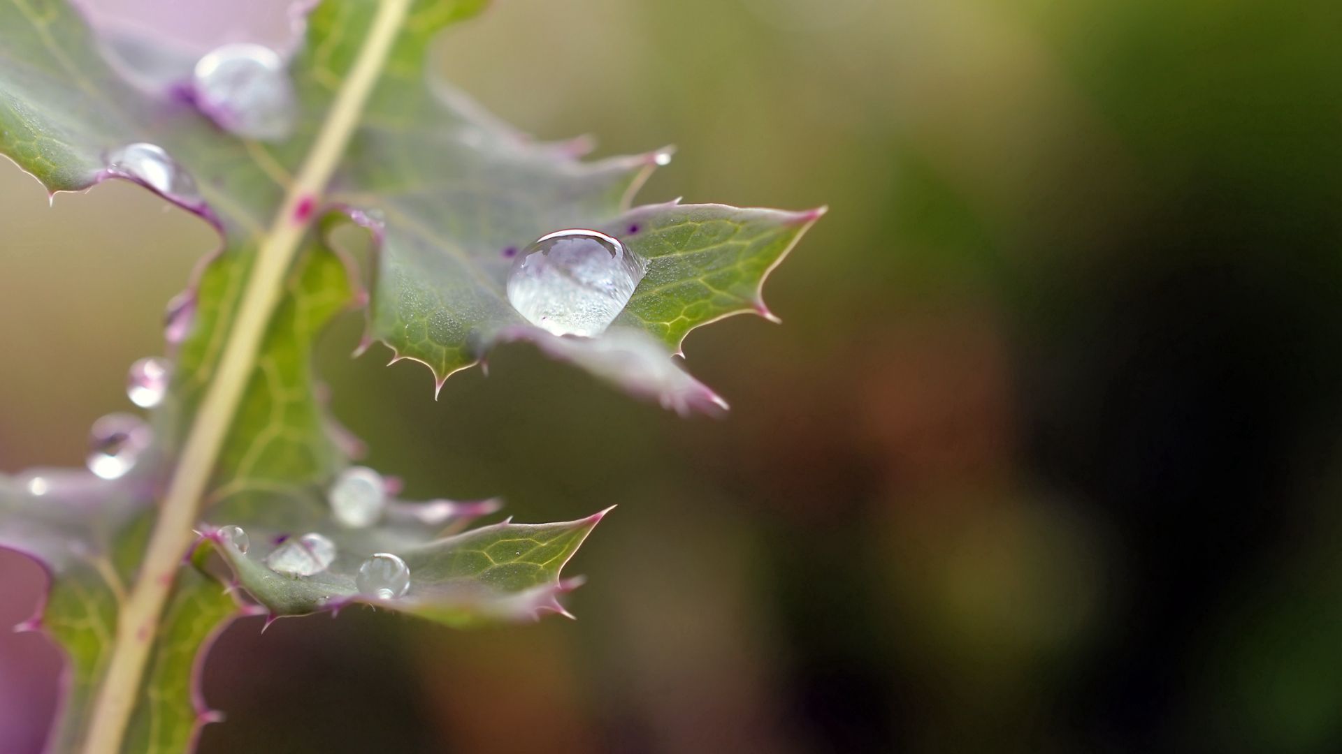 1920 x 1080 picture drops, plant, macro, thorns, prickles, dew