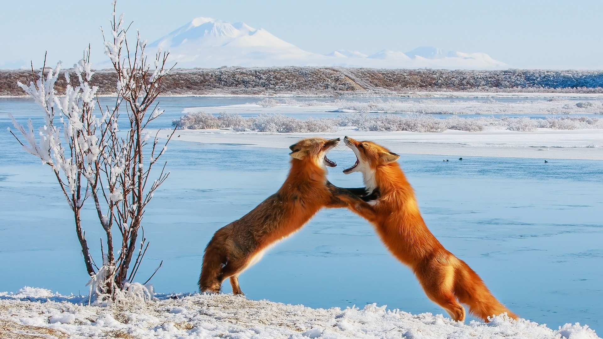 Download mobile wallpaper Winter, Fox, Animal, Fight for free.