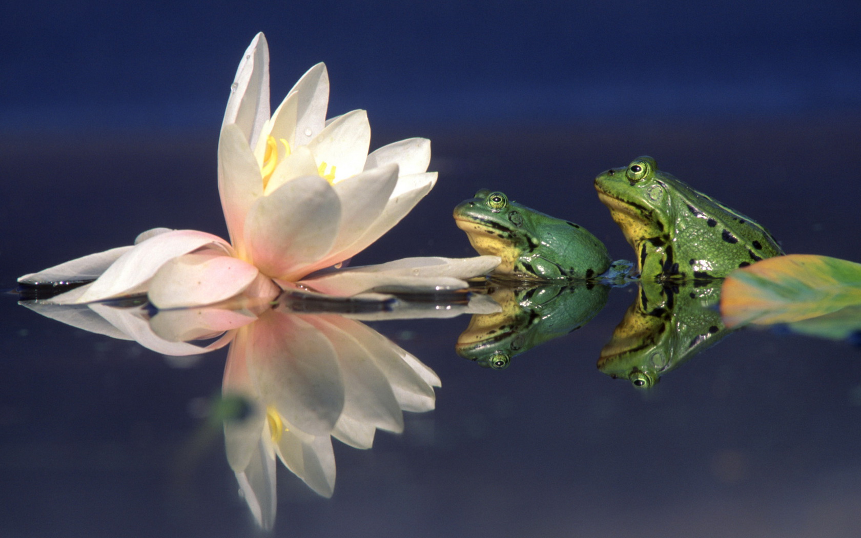 Download mobile wallpaper Frogs, Animal, Frog for free.