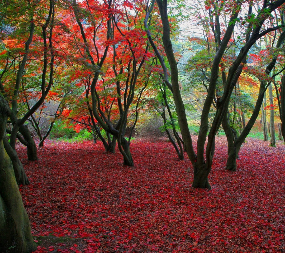 Laden Sie das Herbst, Baum, Blatt, Erde/natur-Bild kostenlos auf Ihren PC-Desktop herunter