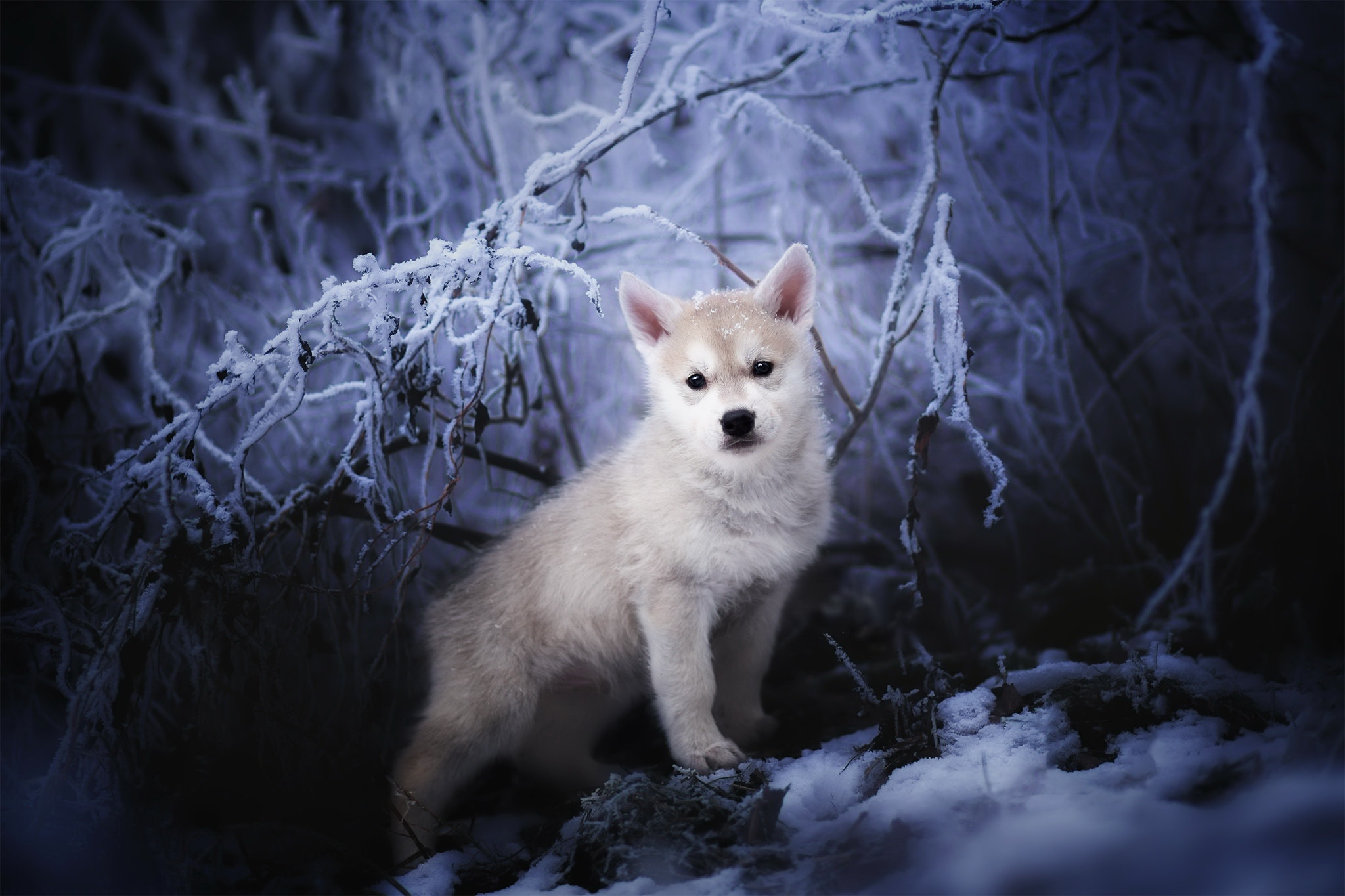 Download mobile wallpaper Dogs, Dog, Animal, Puppy, Baby Animal, Wolfdog for free.
