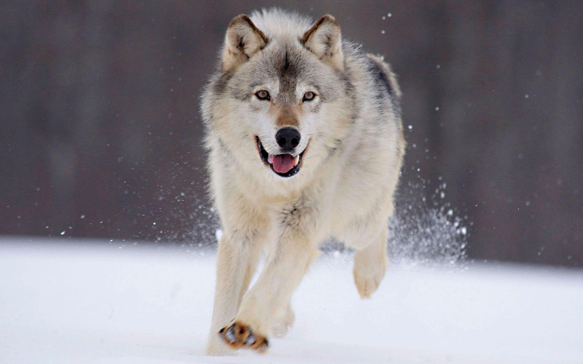 Download mobile wallpaper Snow, Wolf, Animal, Running for free.