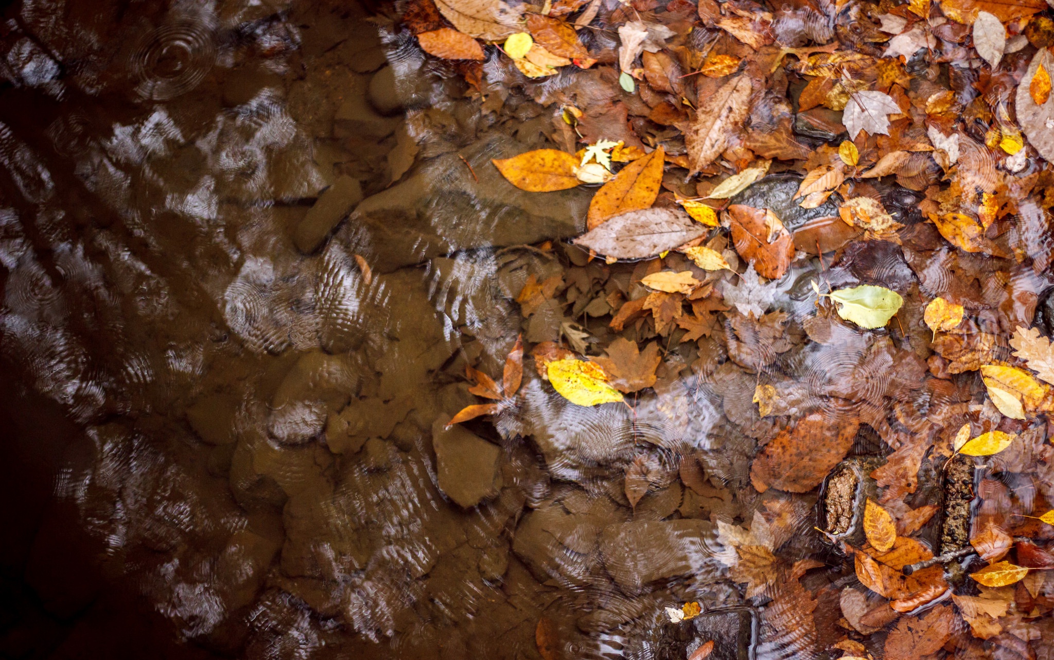 PCデスクトップに自然, 水, 秋, 葉, 地球画像を無料でダウンロード