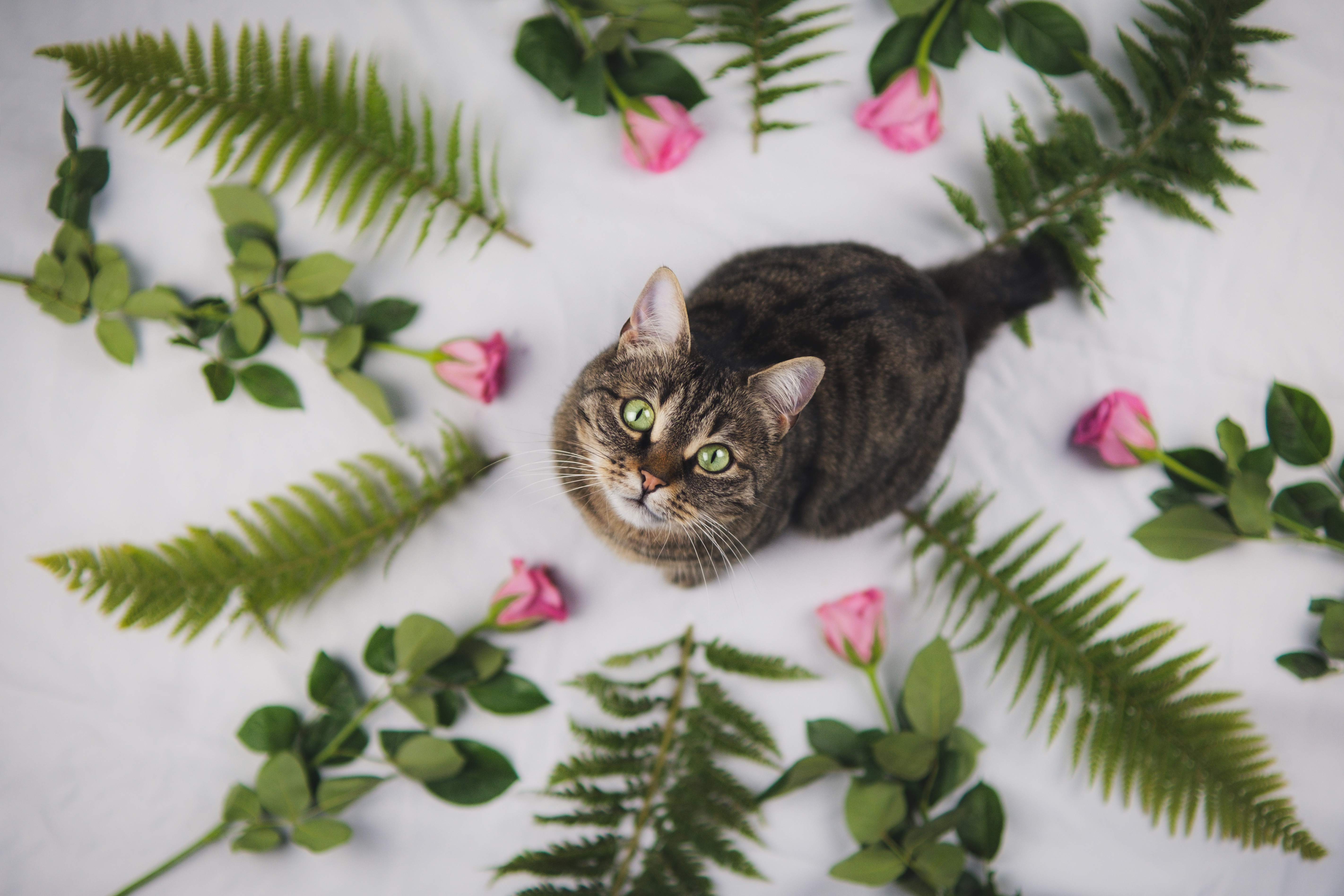 Baixe gratuitamente a imagem Animais, Gatos, Gato, Olhar Fixamente na área de trabalho do seu PC