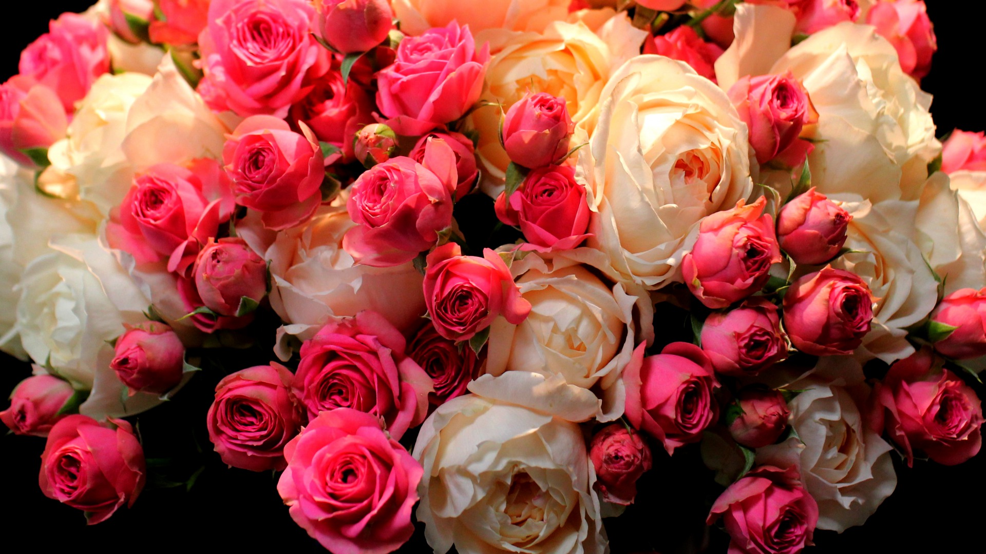Завантажити шпалери Троянда Капустяна на телефон безкоштовно