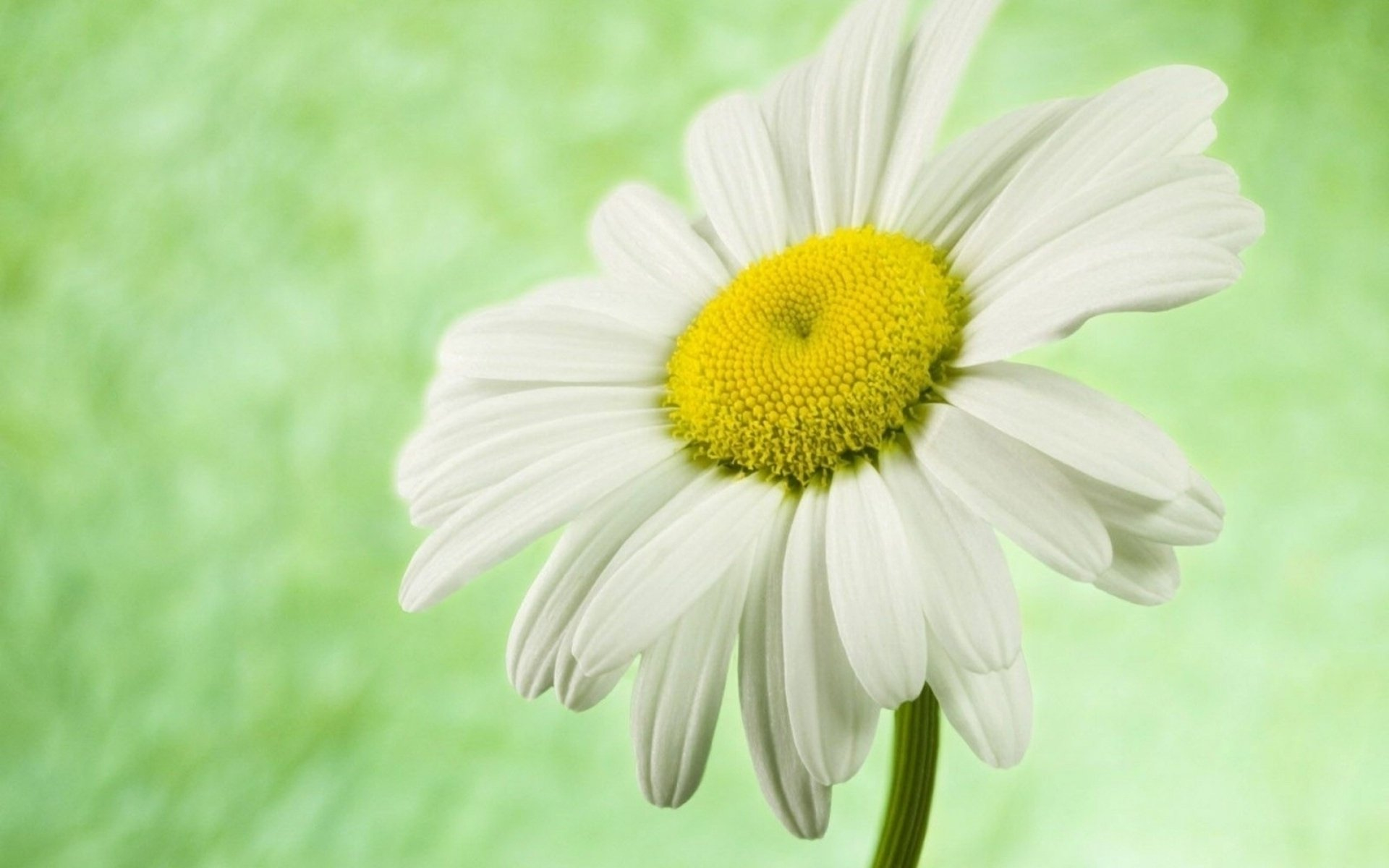 Descarga gratuita de fondo de pantalla para móvil de Flores, Margarita, Flor Blanca, Tierra/naturaleza.