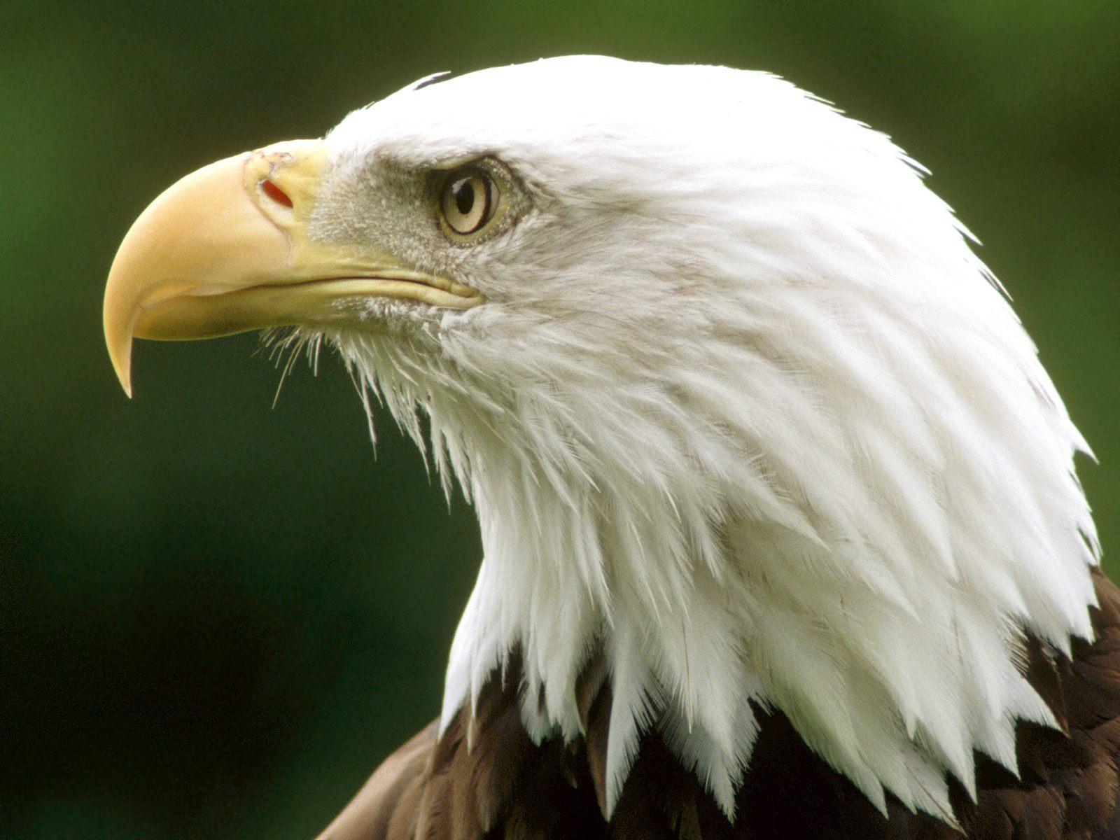 無料モバイル壁紙白頭ワシ, 鷲, 鳥, 動物をダウンロードします。